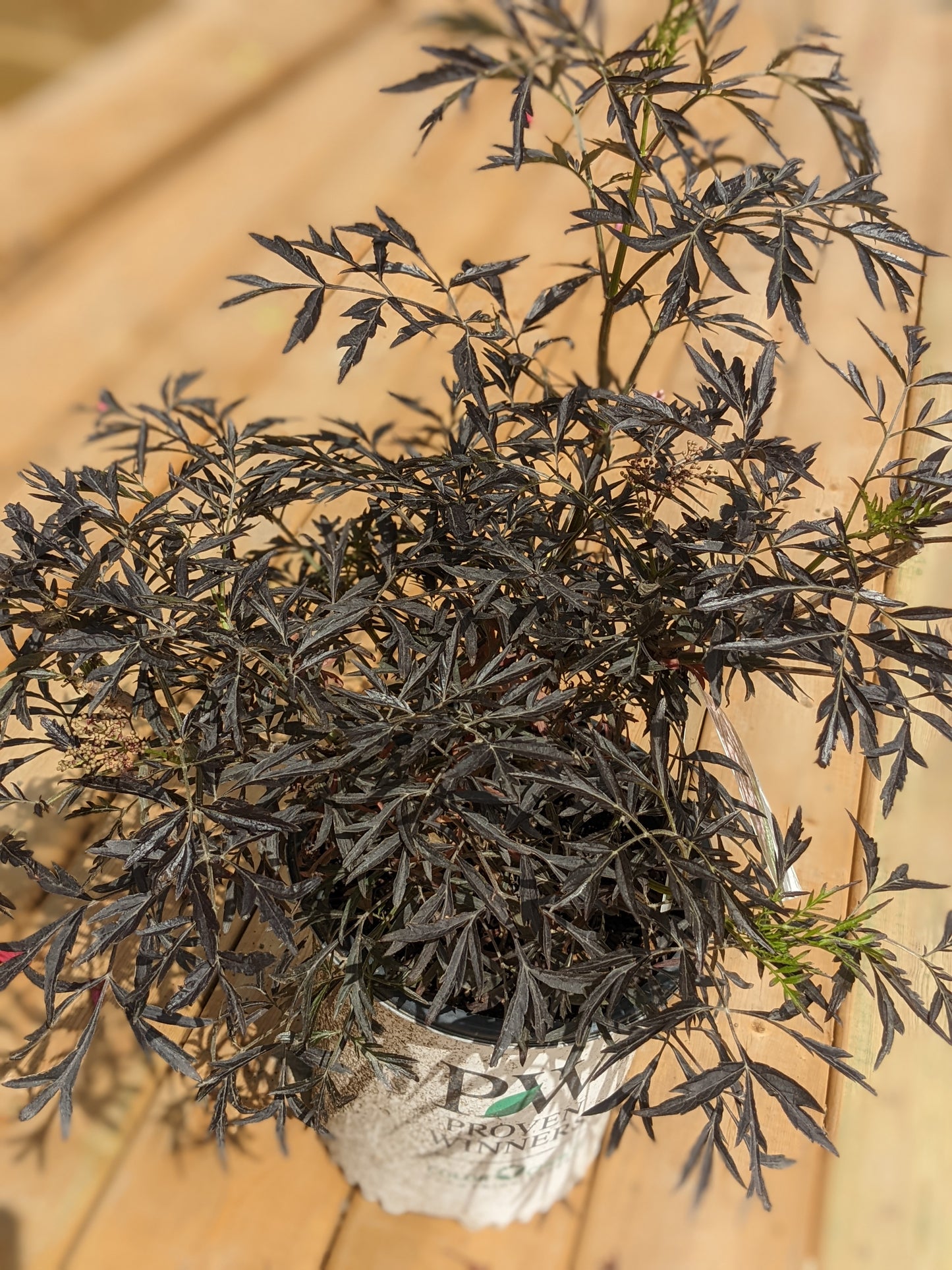 Black Lace Elderberry