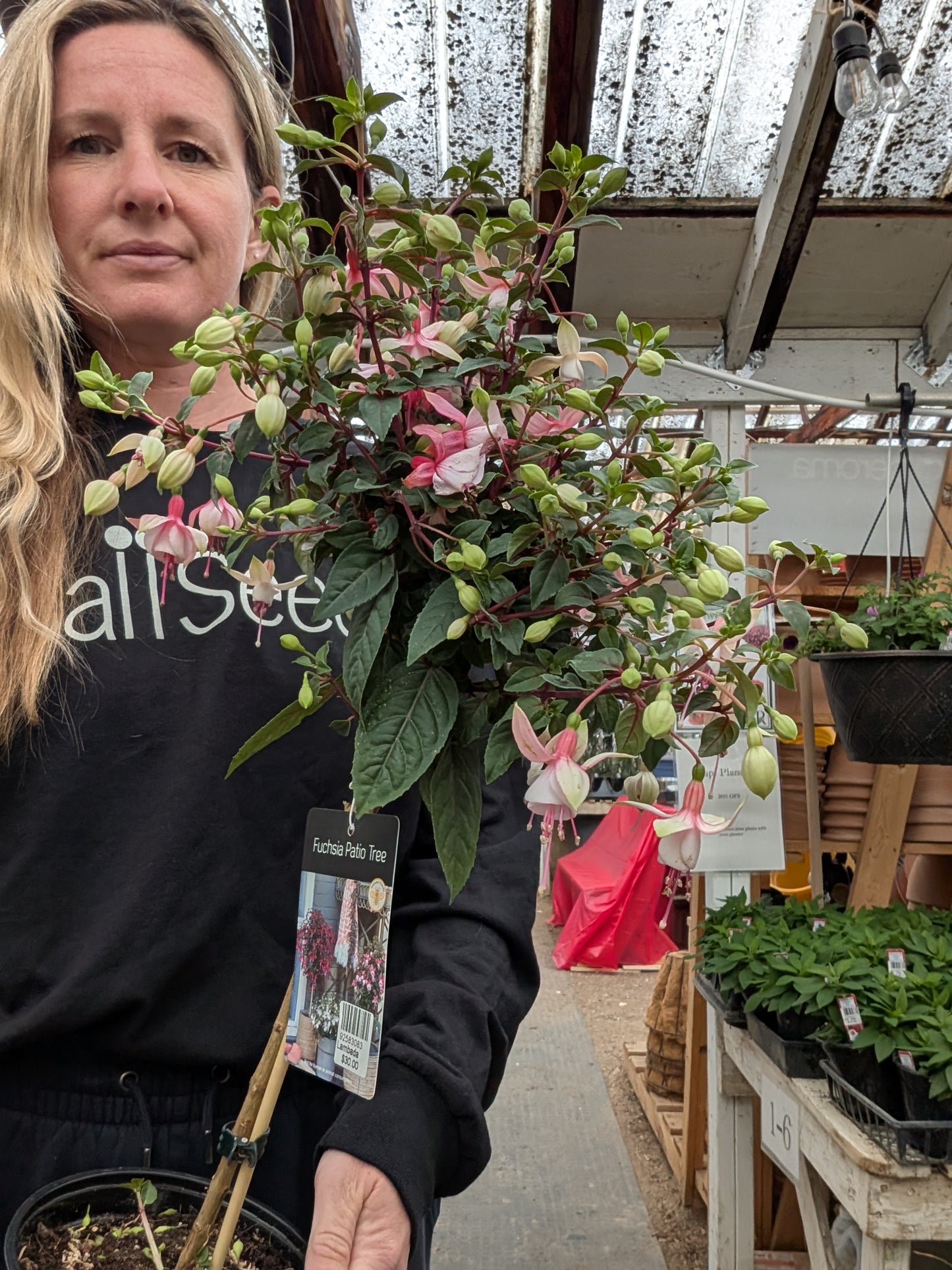 Elma Fuchsia Standard