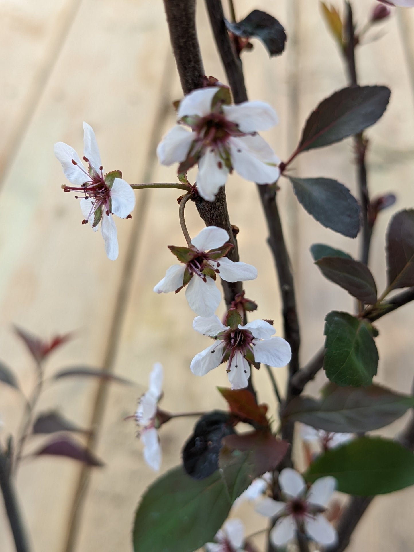 Purple Leaf Sand Cherry