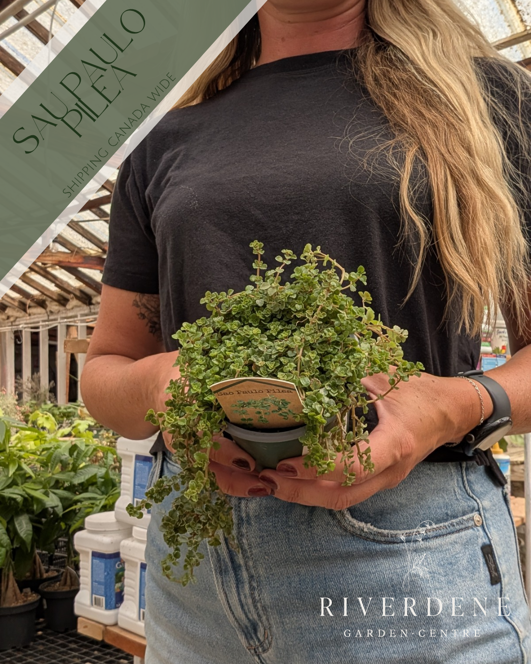 Pilea Sao Paulo (4")