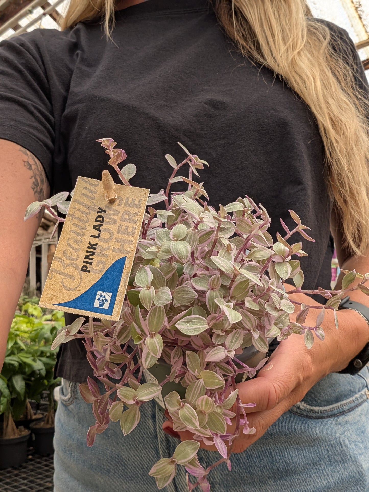 Callisia Pink Lady (4")