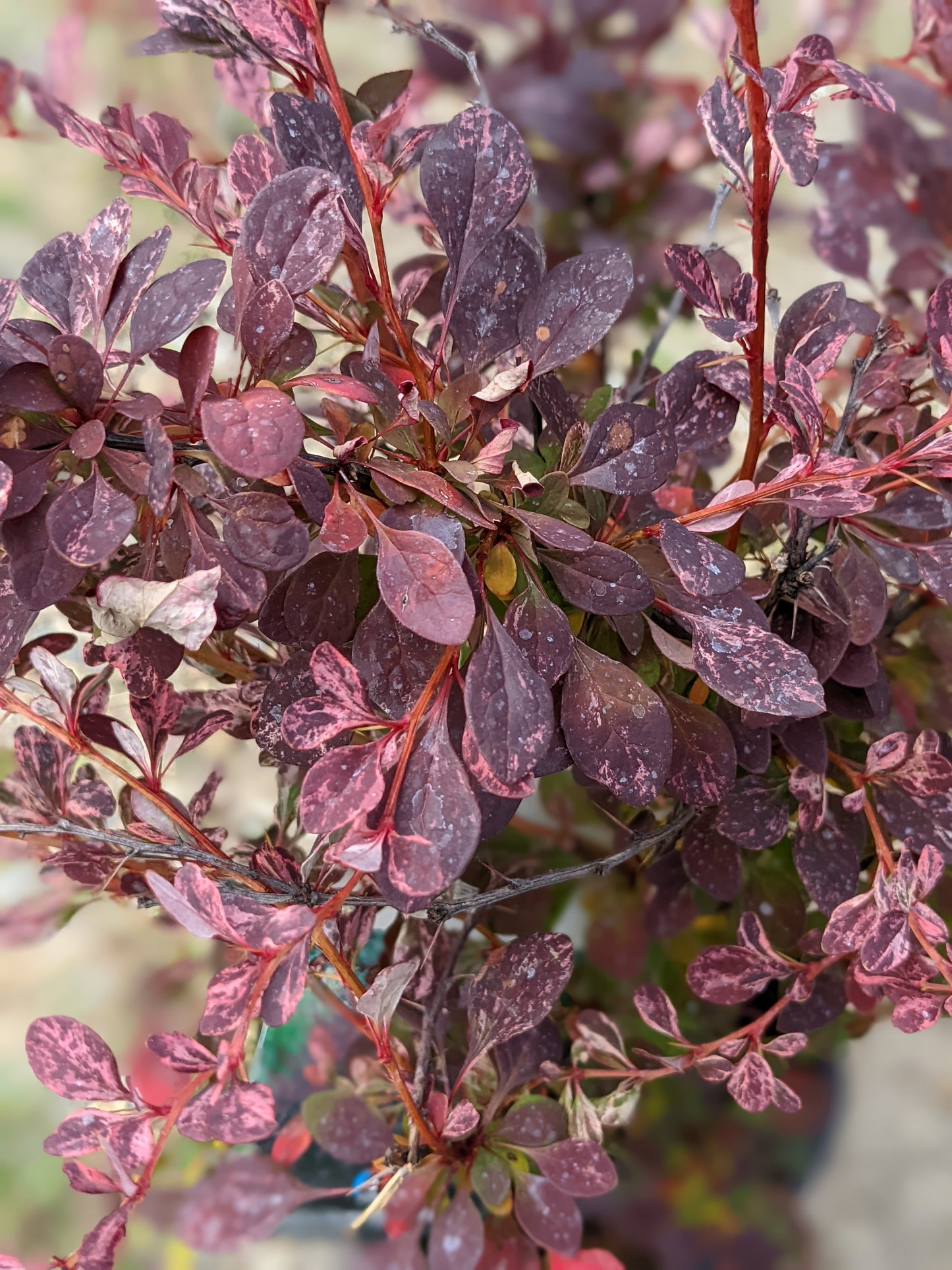 Rose Glow Barberry