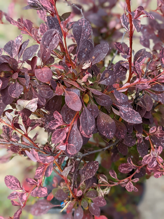 Rose Glow Barberry