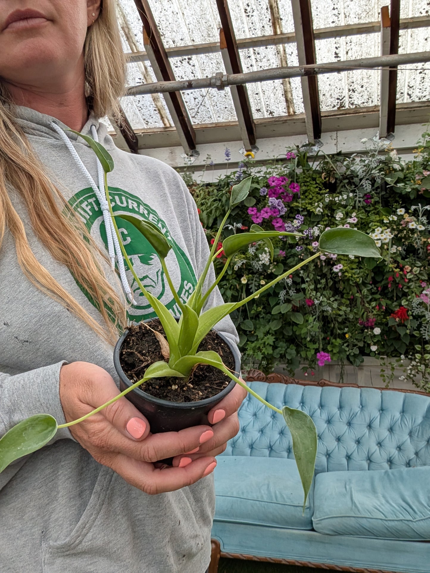 Tiny Dancer Alocasia (4")
