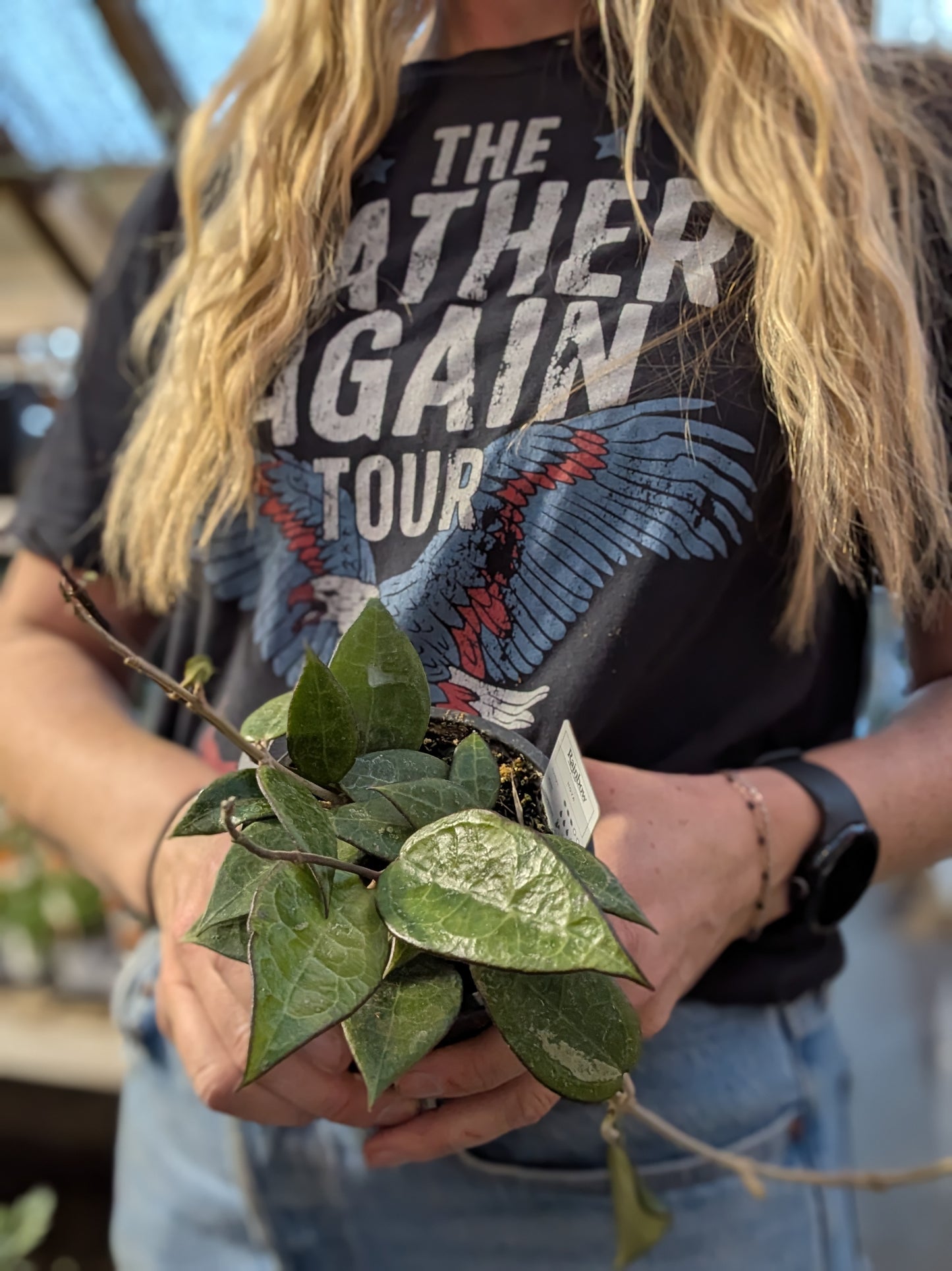 4" Hoya Australis Tricolor