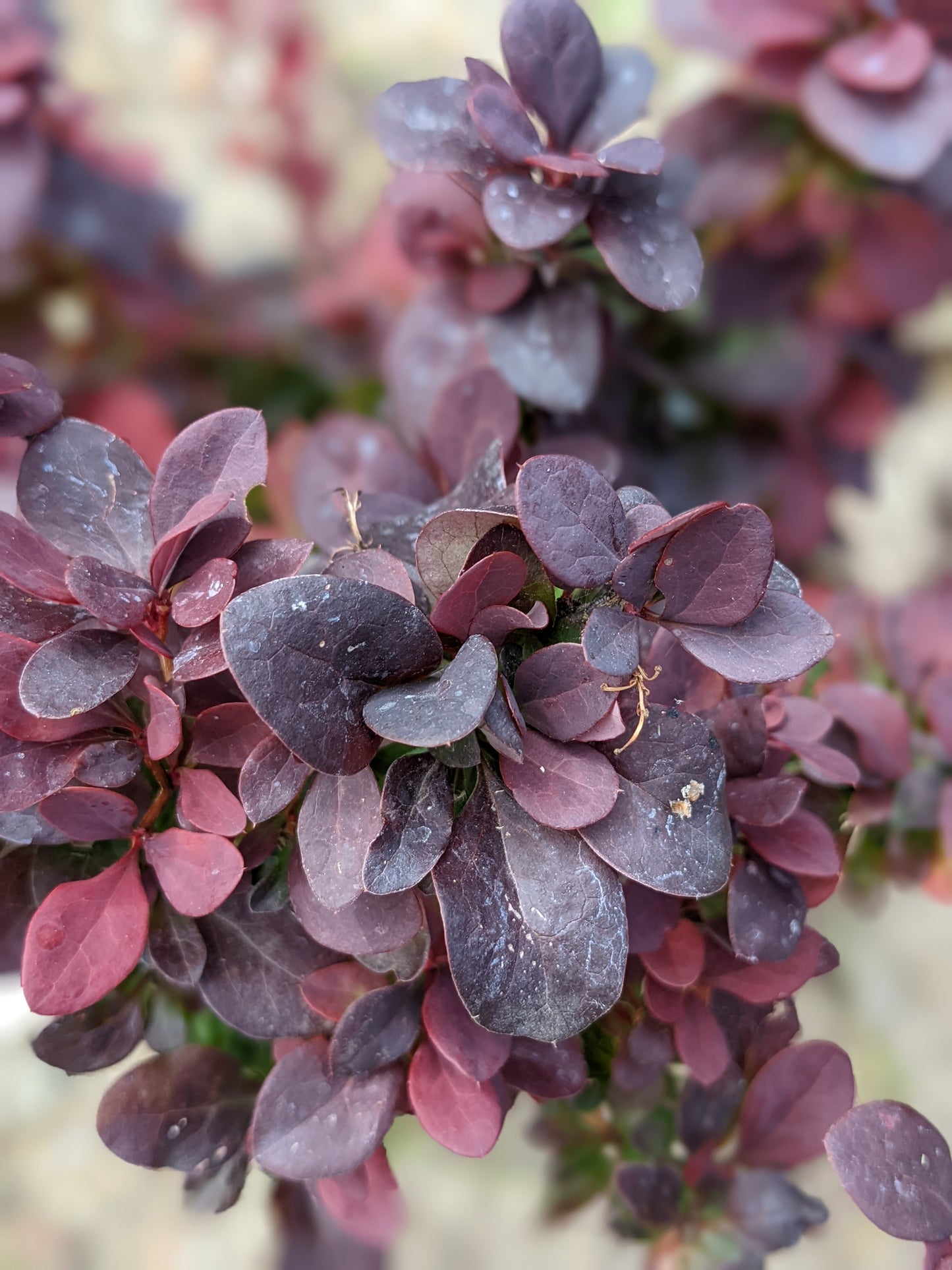 Concorde Barberry