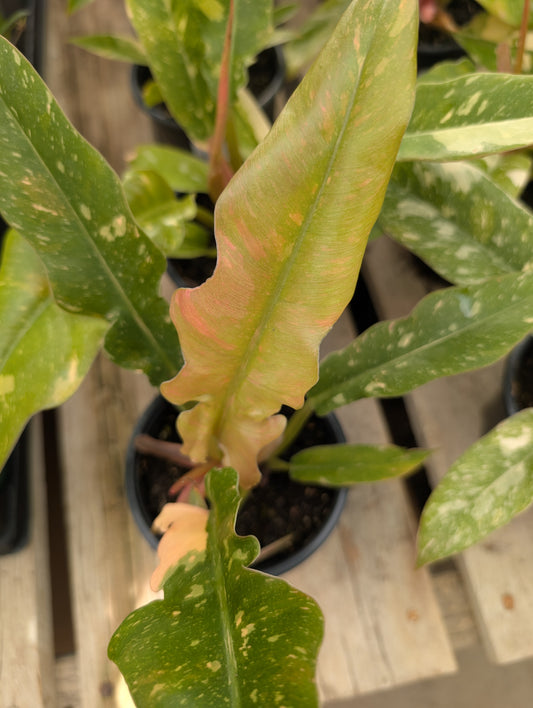 Ring of Fire Philodendron (4")