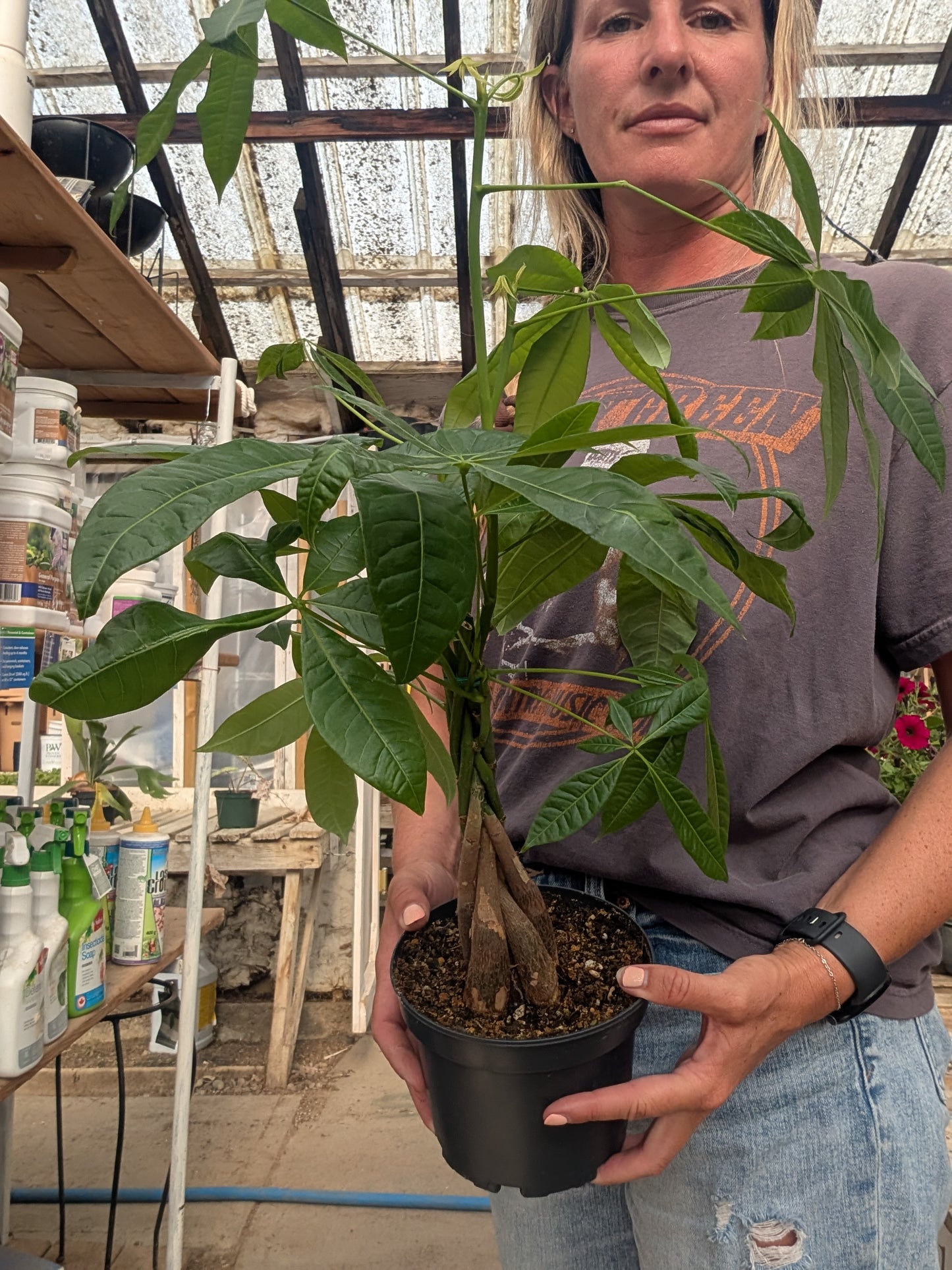 Braided Money Tree (6")