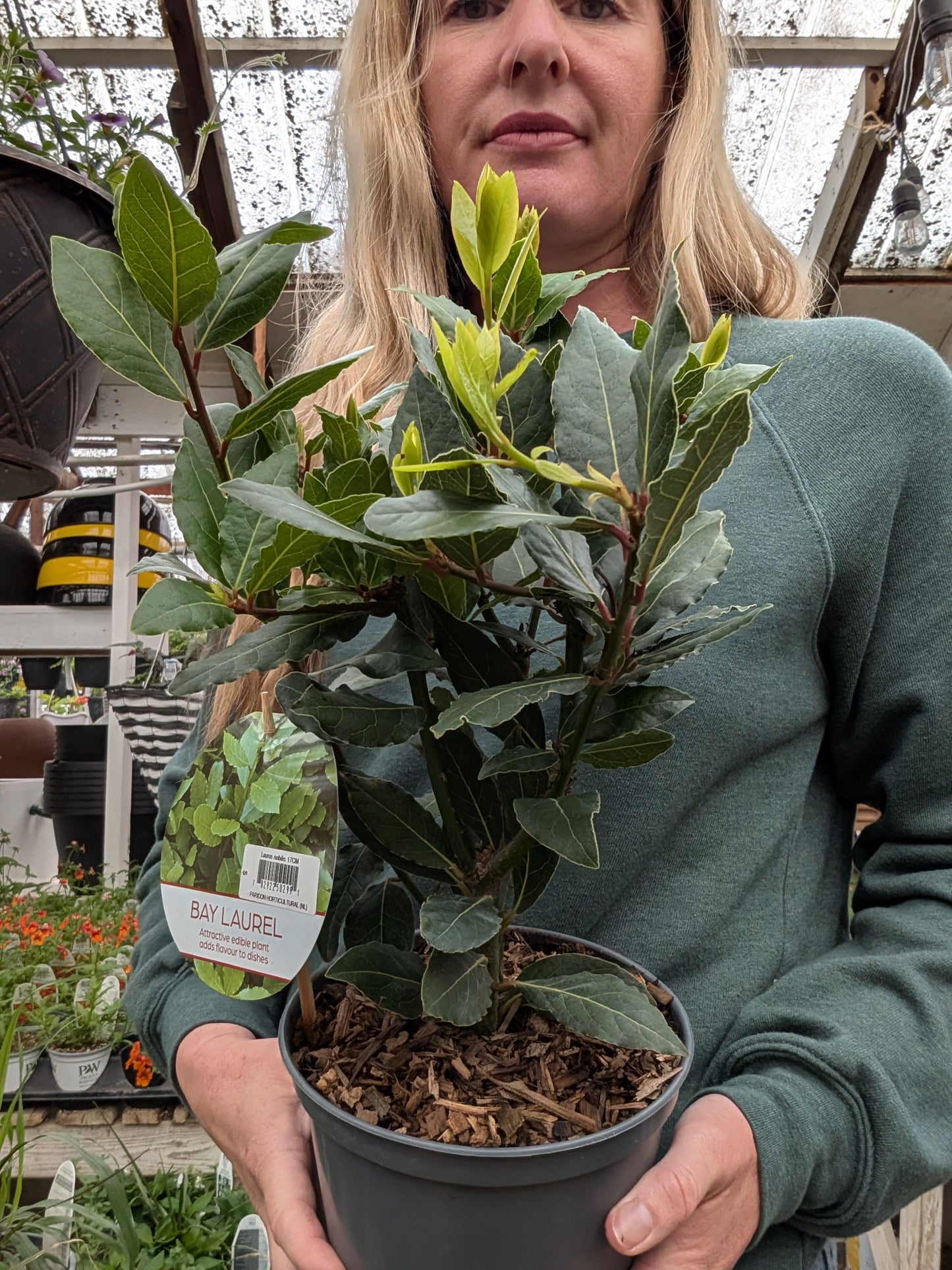 Bay Laurel