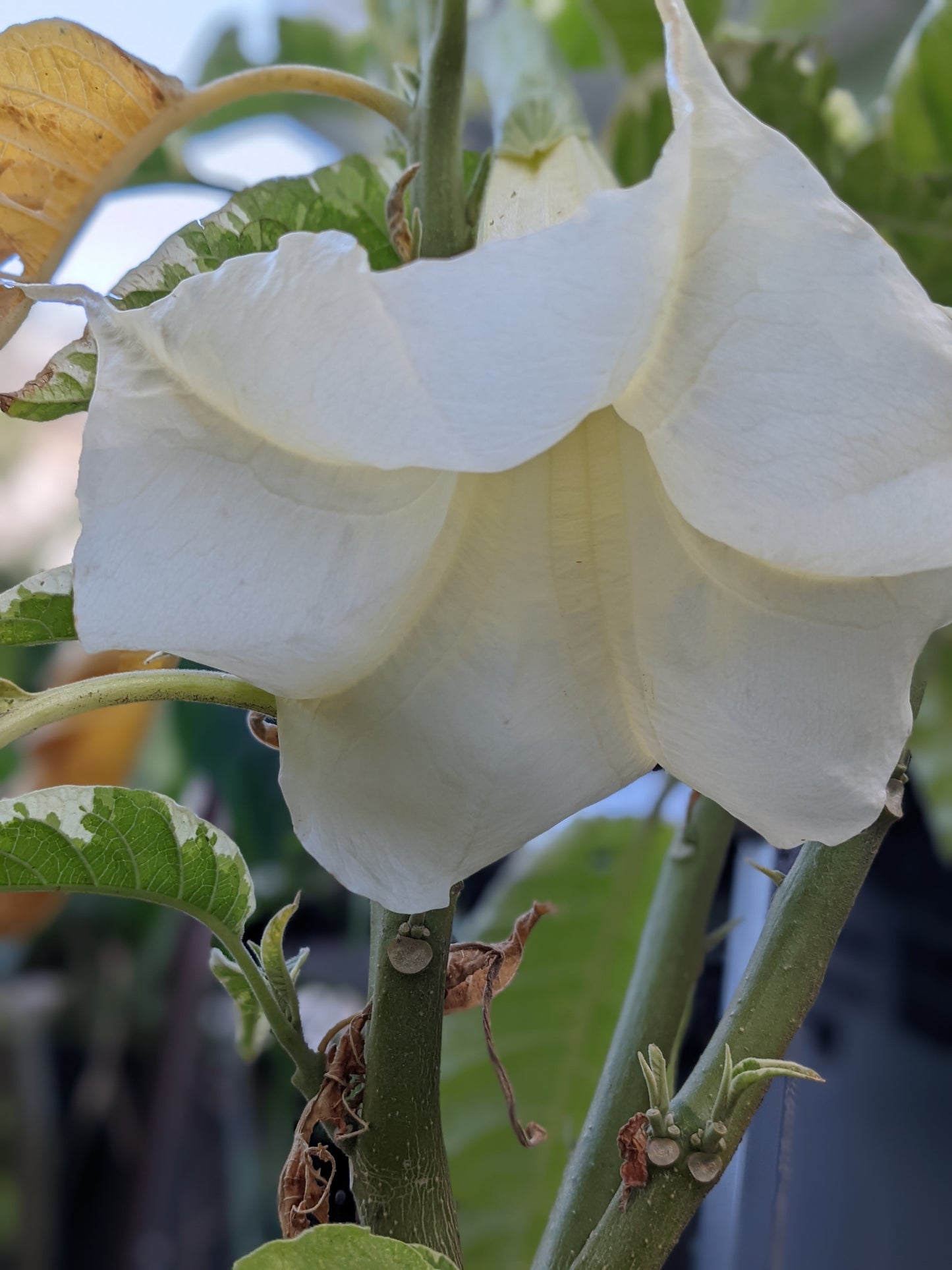Variegated Apricot Brugmansia