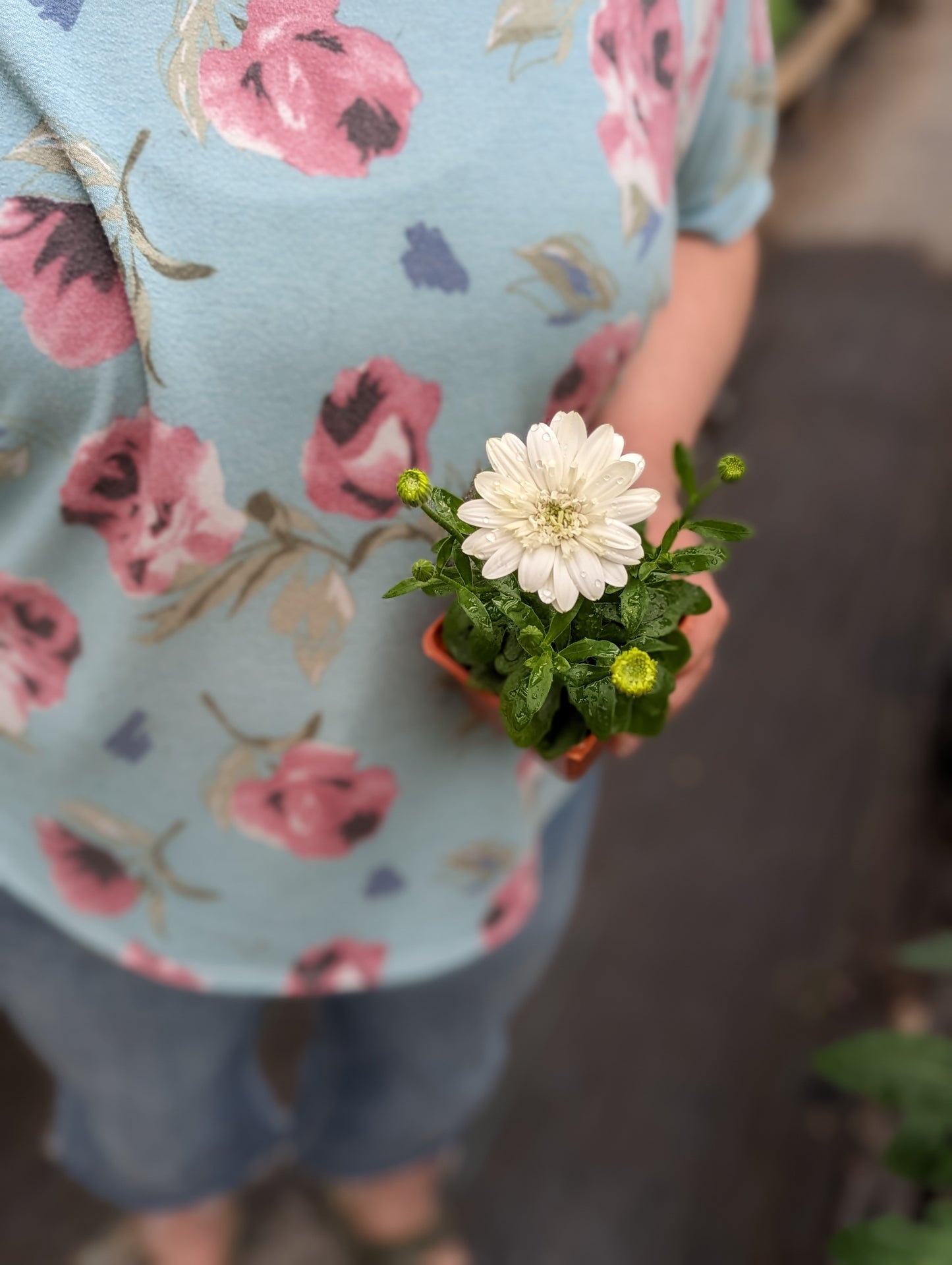 4D Osteospermum White