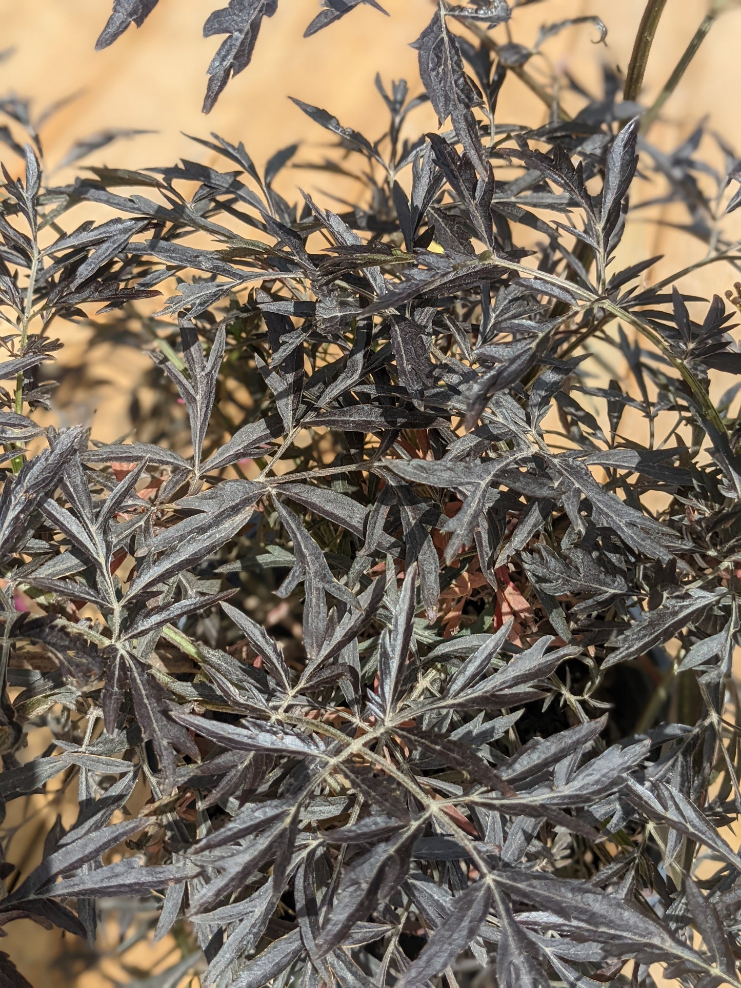 Black Lace Elderberry