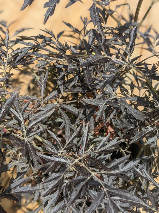 Black Lace Elderberry (Proven Winners)