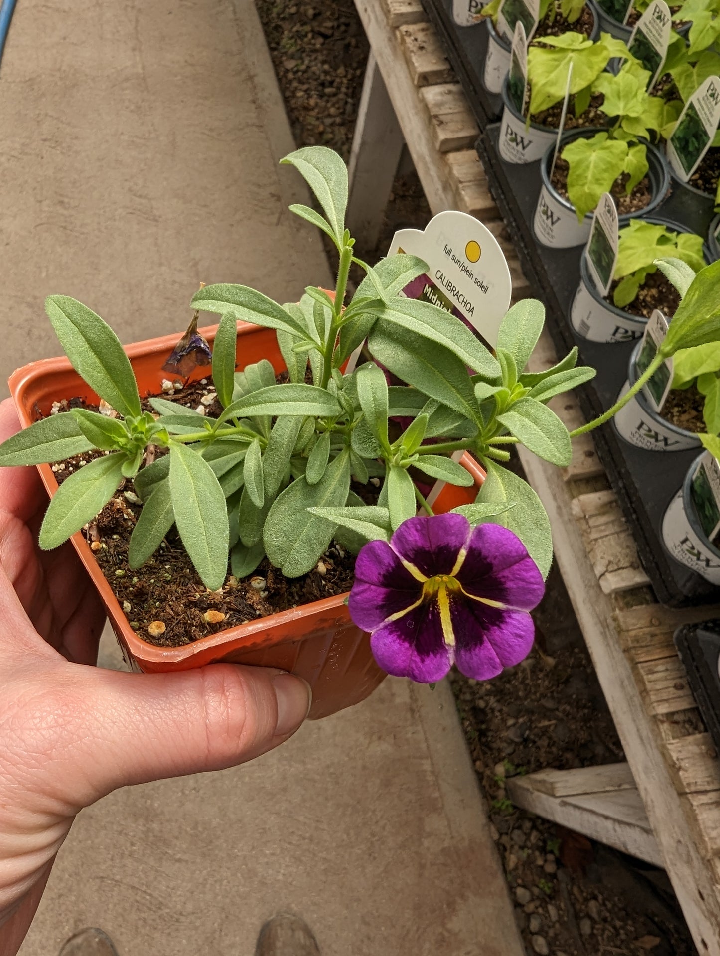 Cabaret Calibrachoa Midnight Kiss