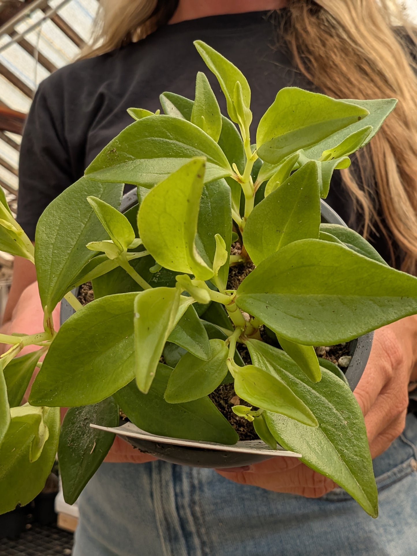Amigo Peperomia (4")