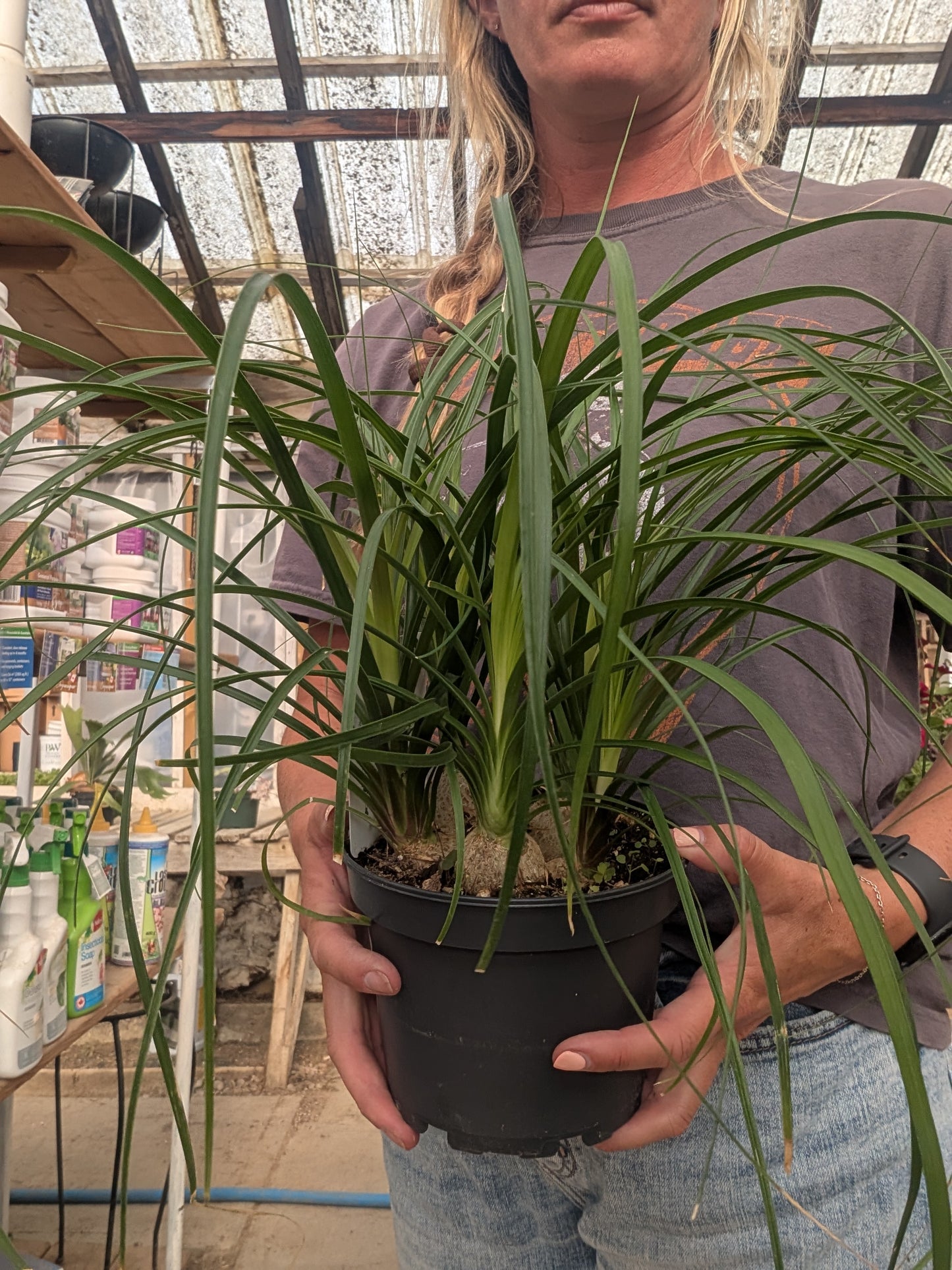 Pony Tail Palm (6")