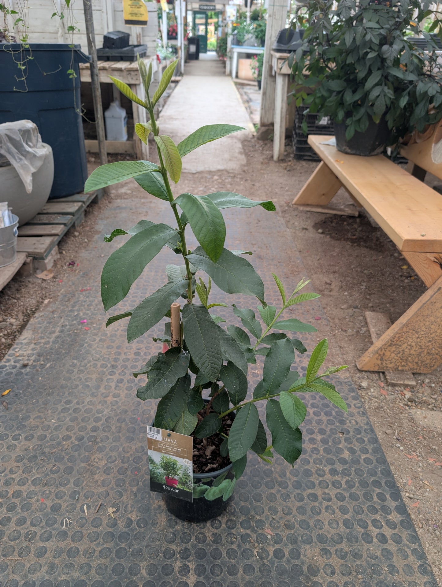 Guava (6")