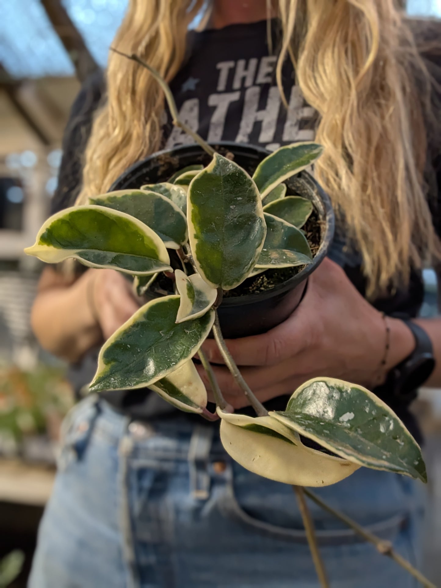 Hoya Carnosa Krimson Queen