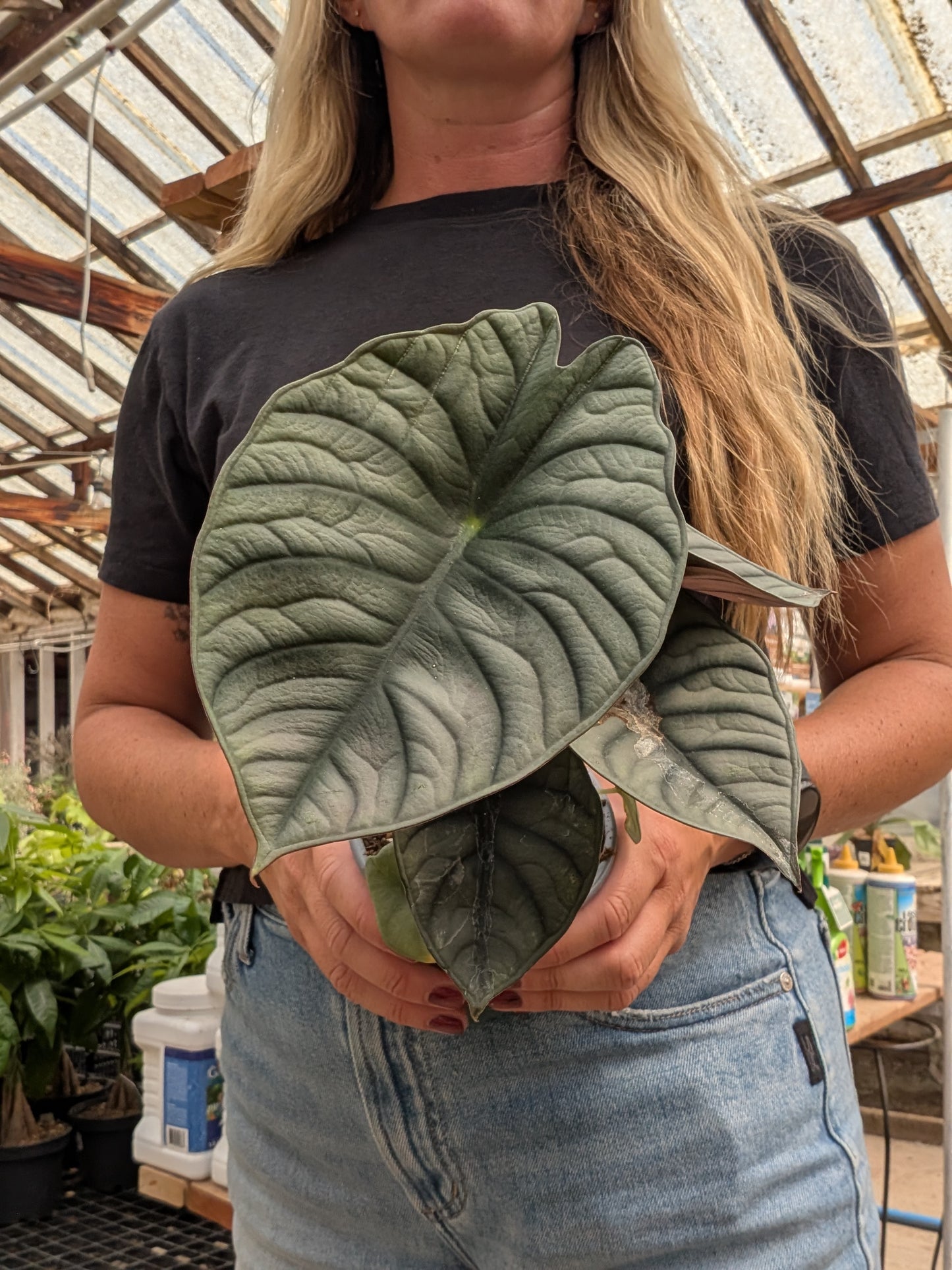 Alocasia Black Diamond (4")