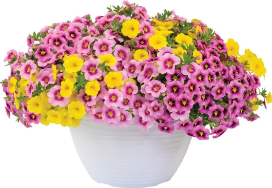 Shades of Pink Hanging Basket