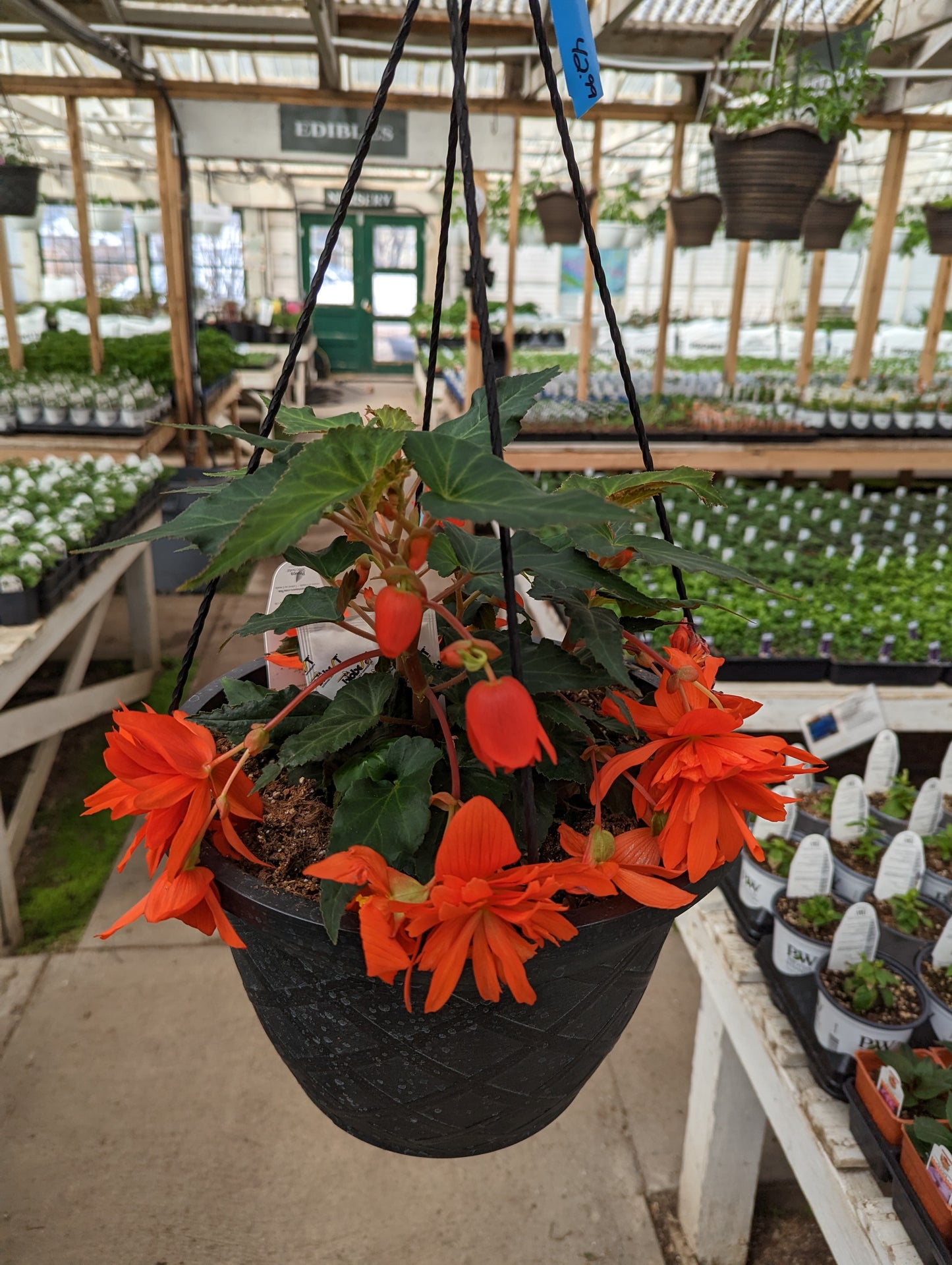 Belleconia Hot Orange Begonia (Proven Winners)