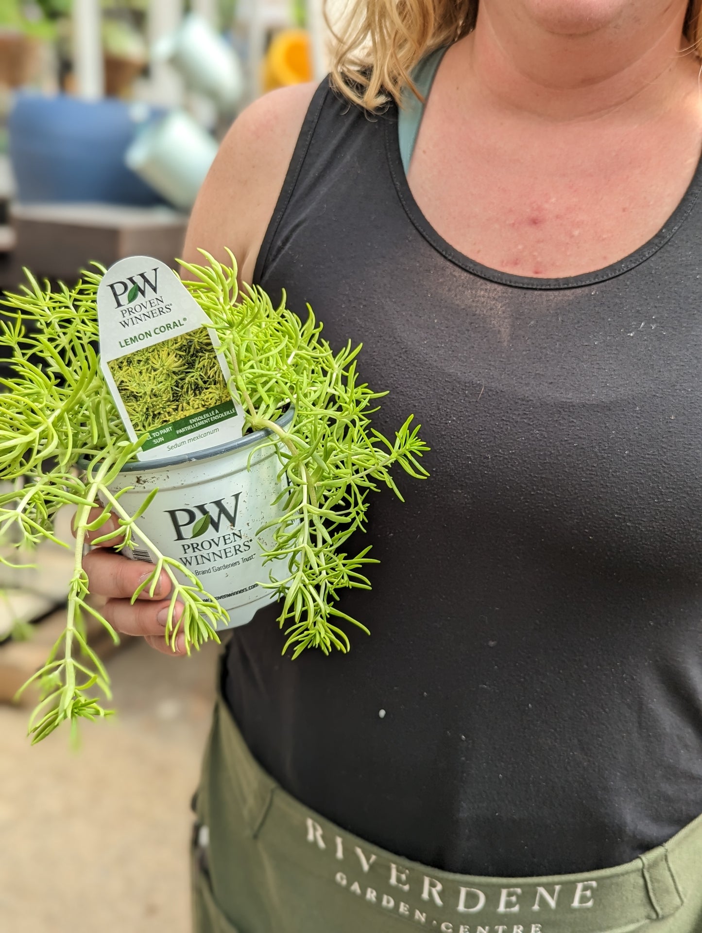 Lemon Coral Sedum (Proven Winners)