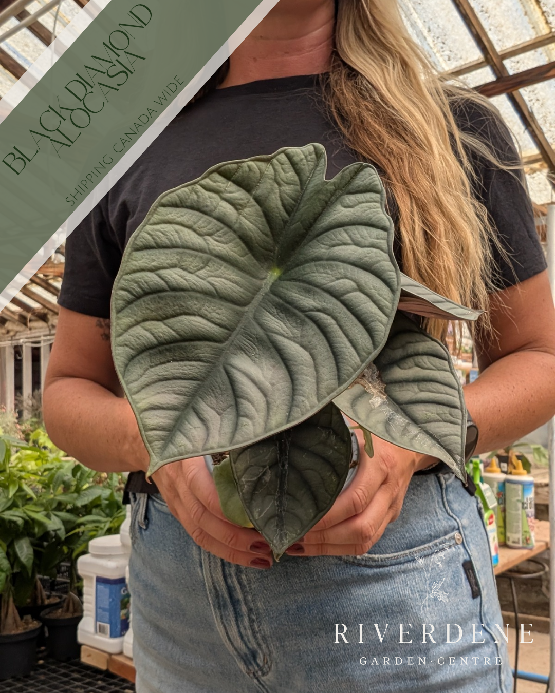 Alocasia Black Diamond (4")