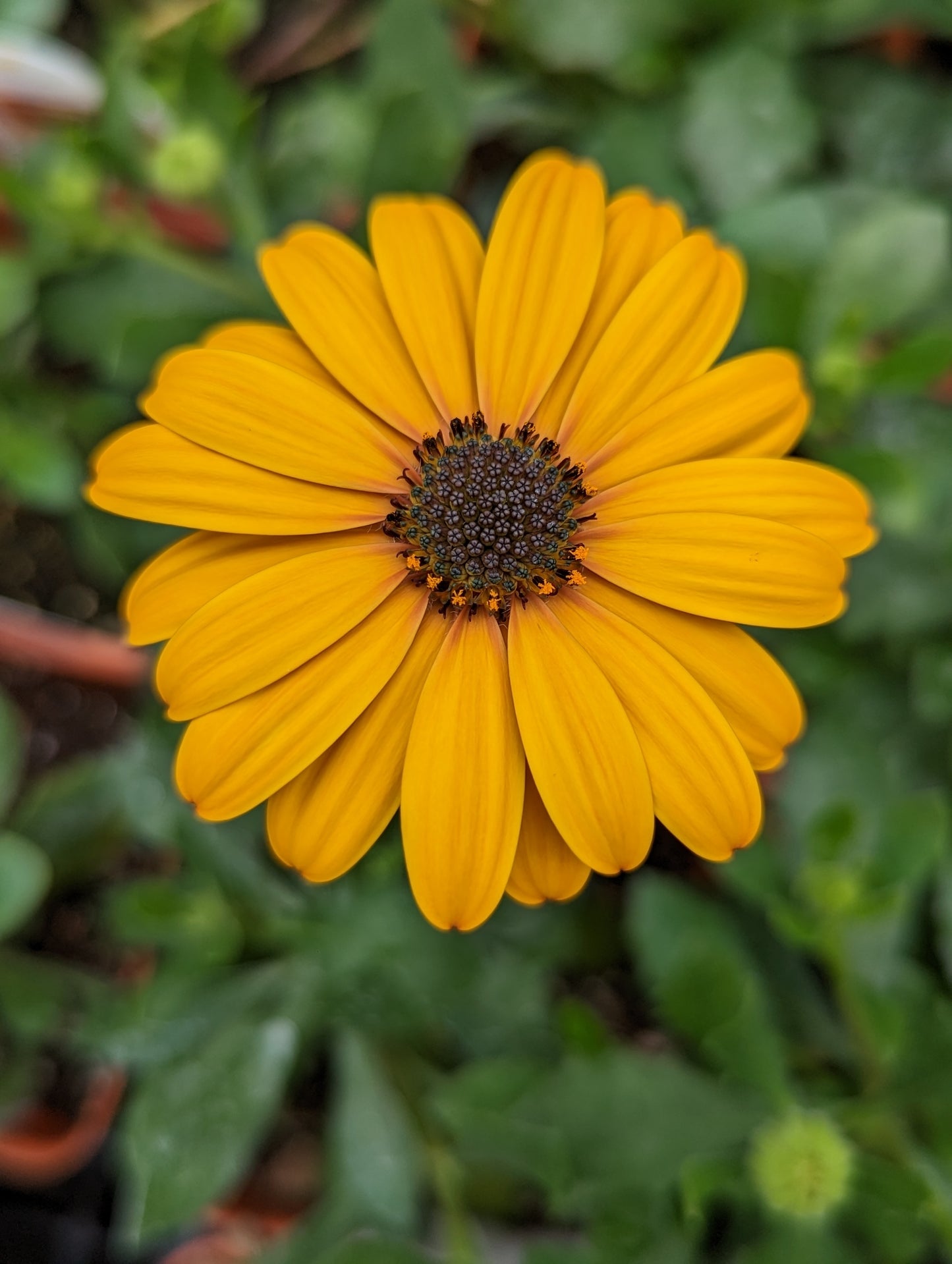 Voltage Osteospermum Gold