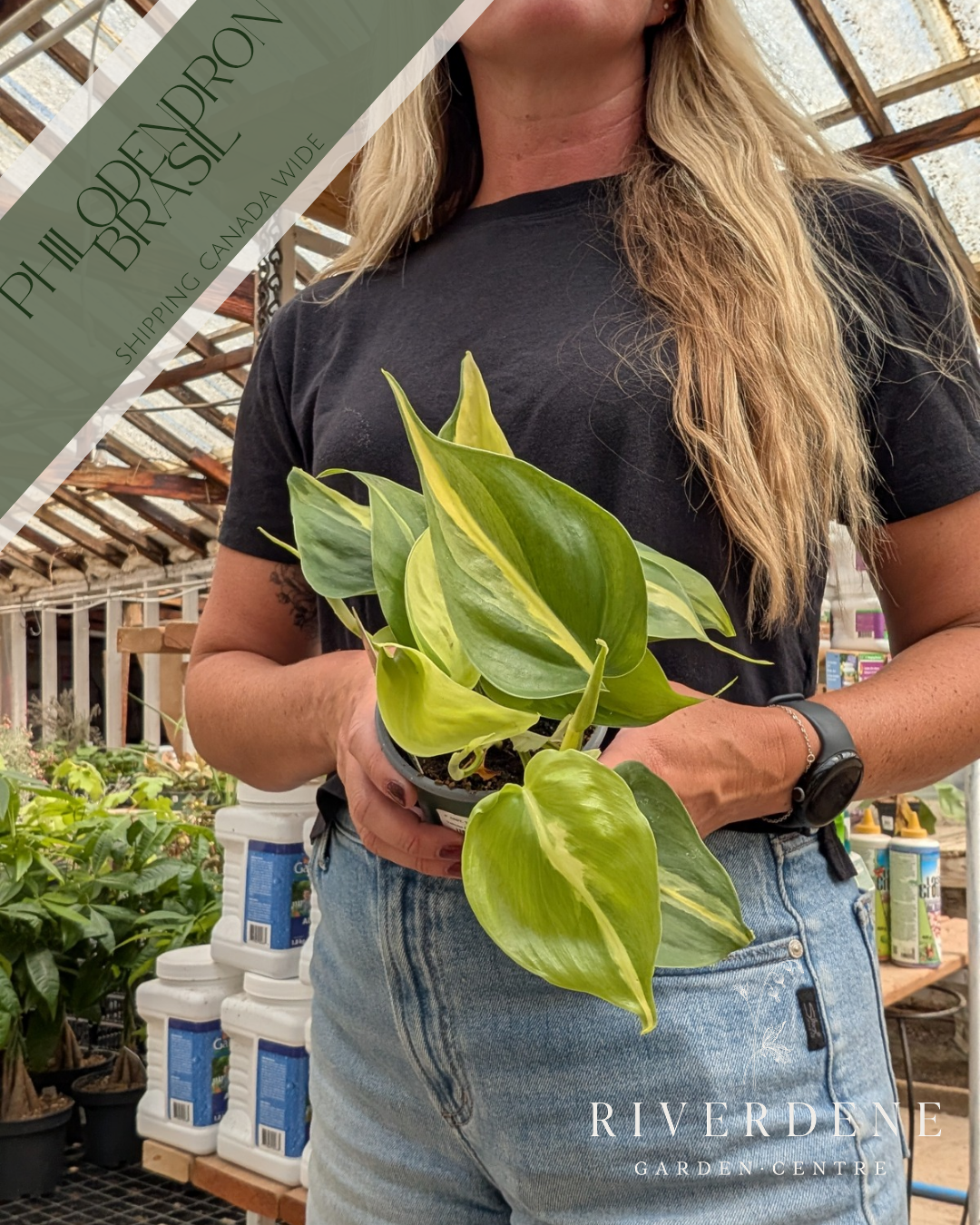 Philodendron Brasil (4")