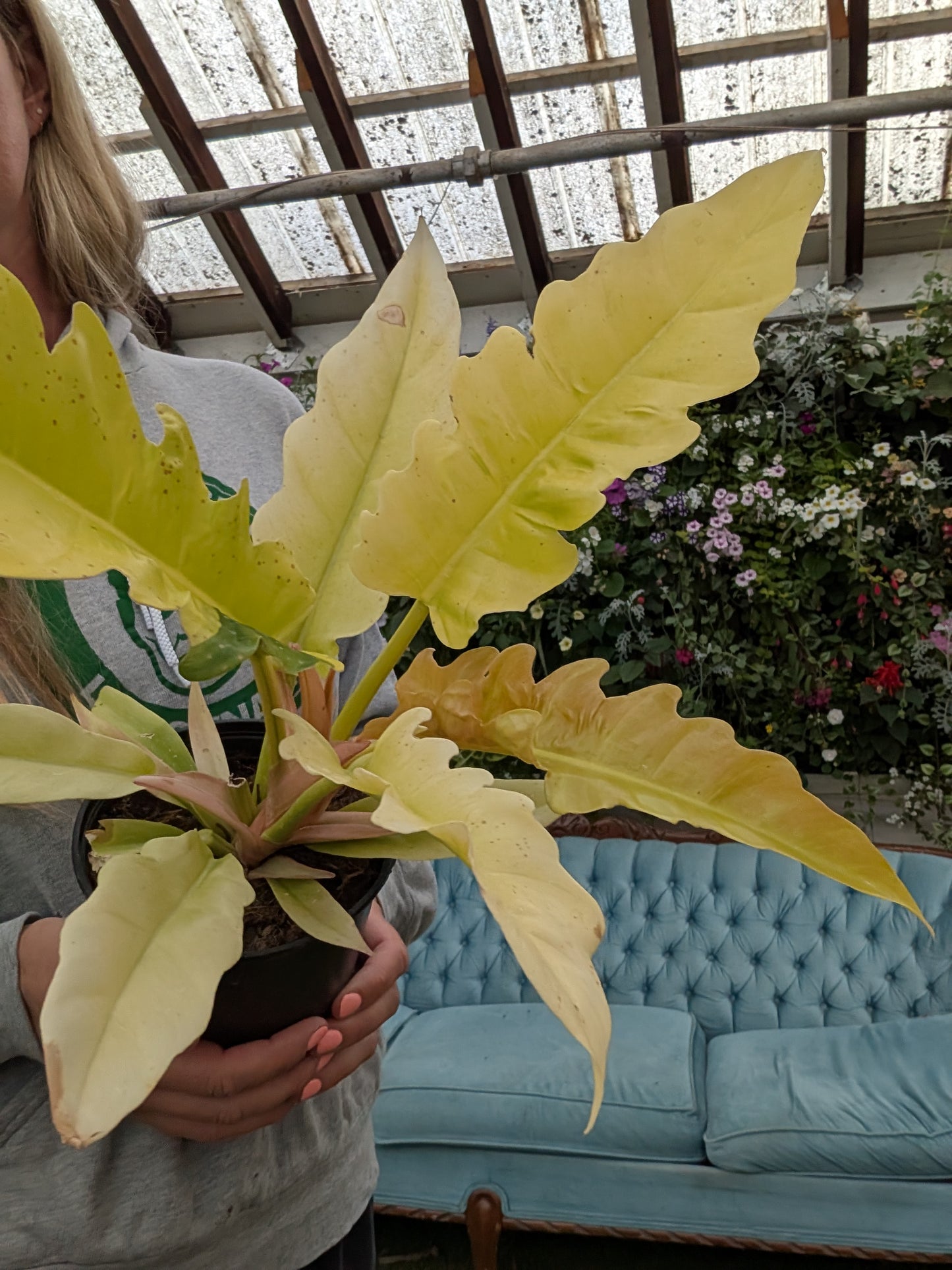 Golden Crocodile Philodendron (6")