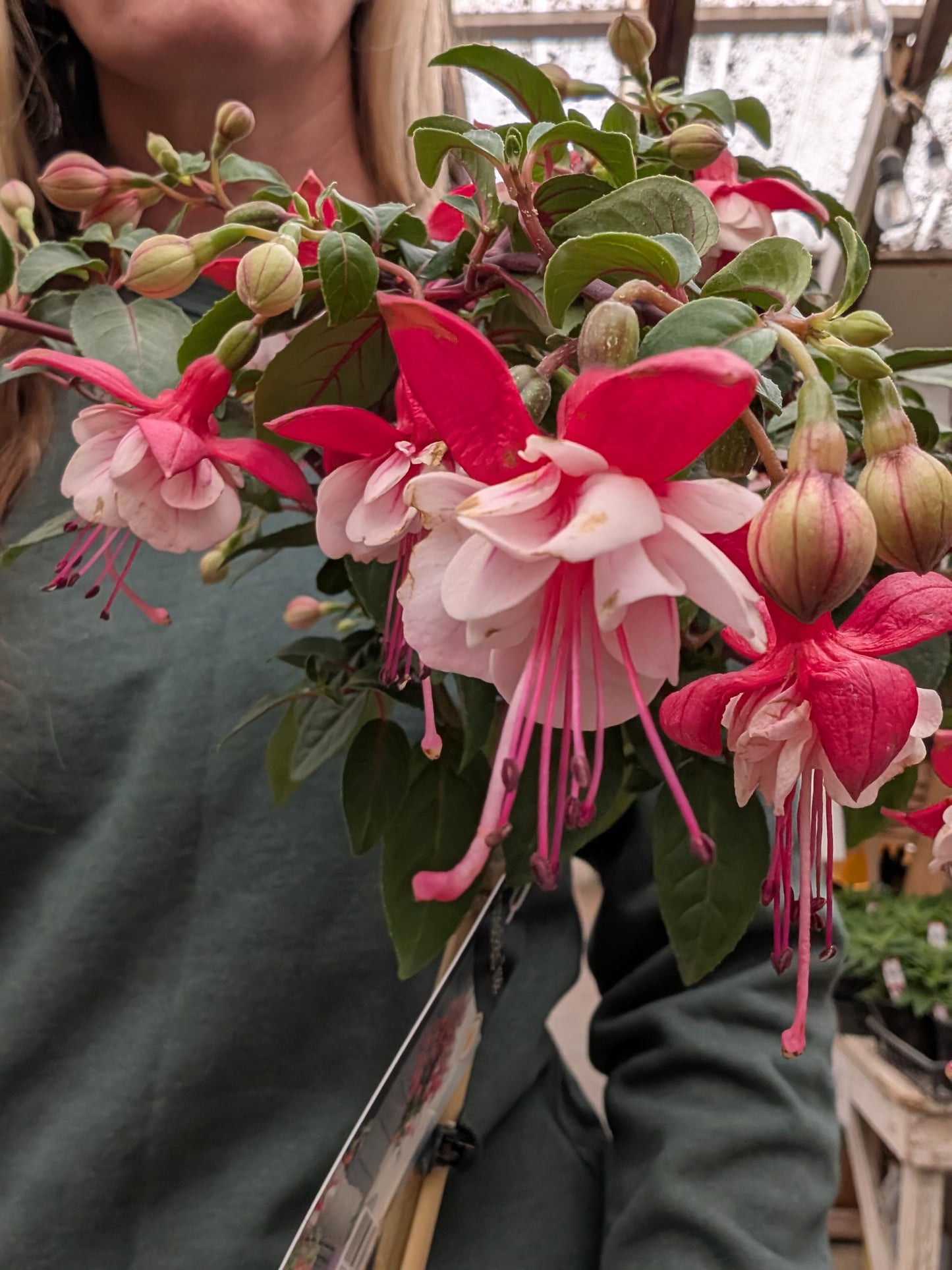 Britney Fuchsia Standard
