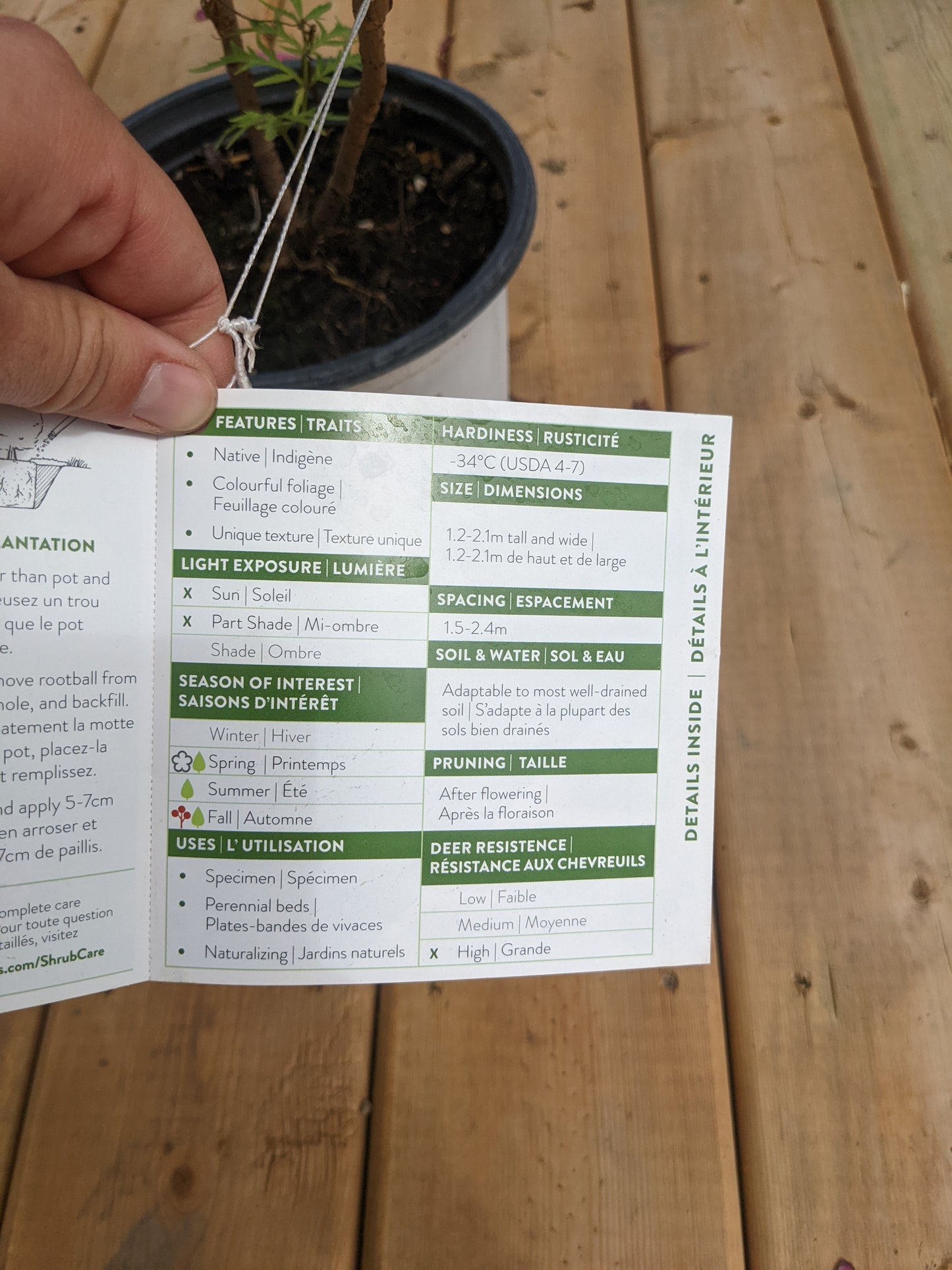 Lemony Lace Elderberry