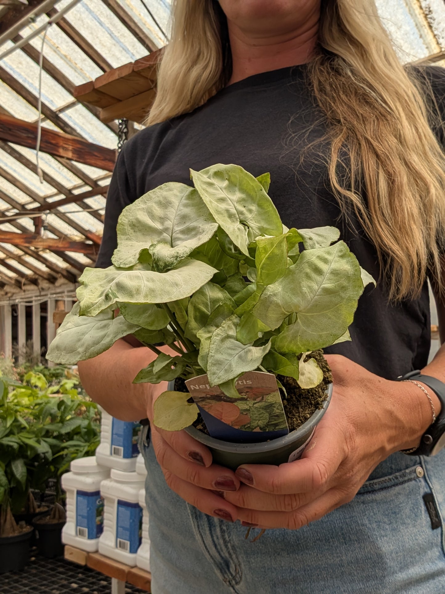 Moonshine Arrowhead Plant (4")