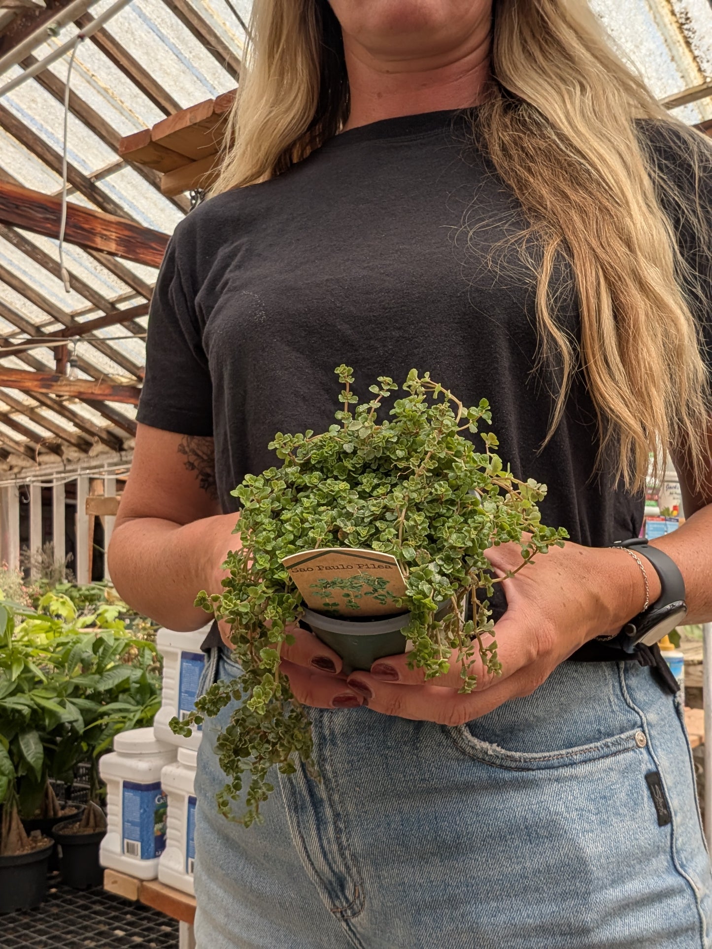 Pilea Sao Paulo (4")
