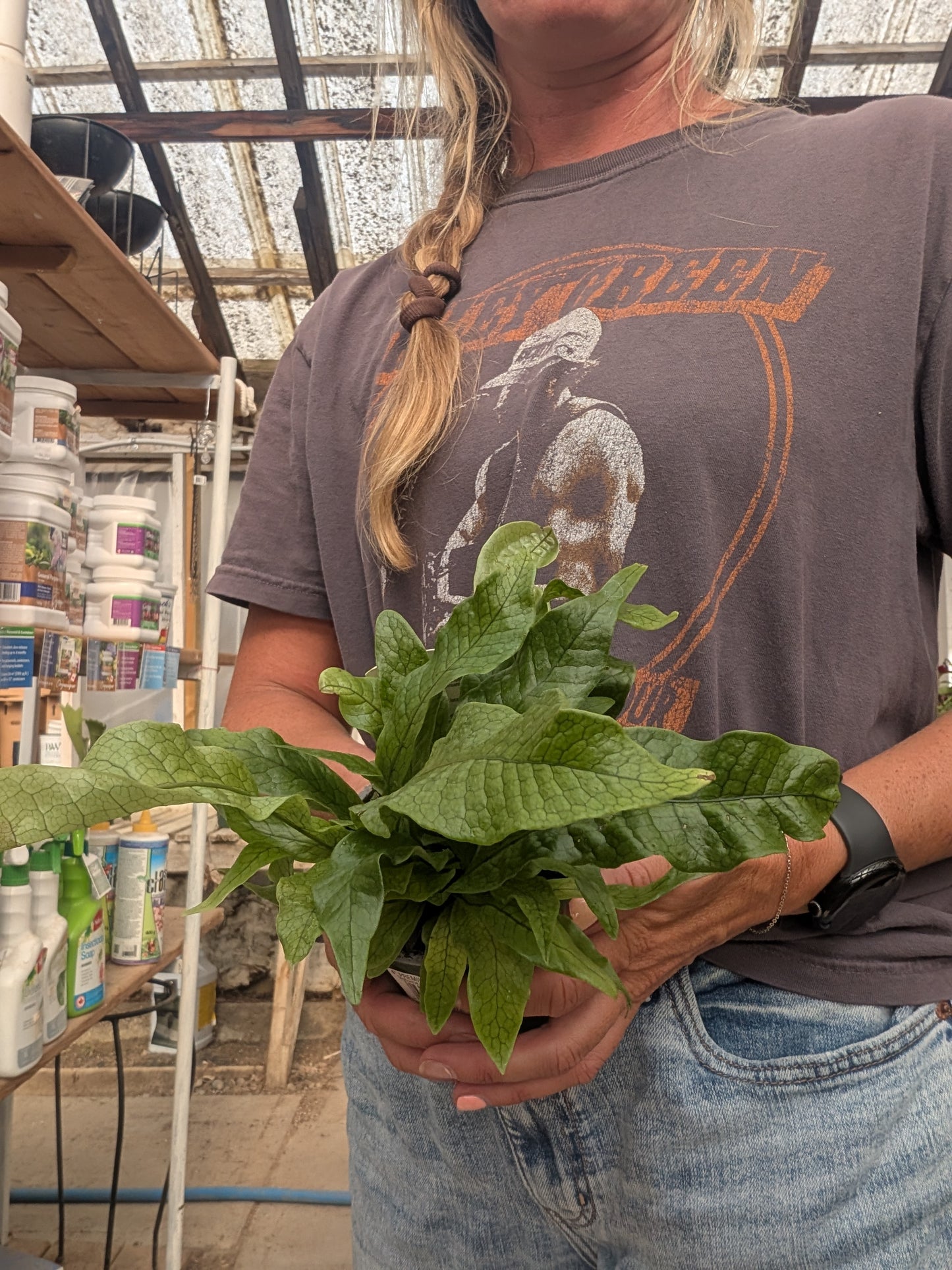 Crocodile Fern (4")