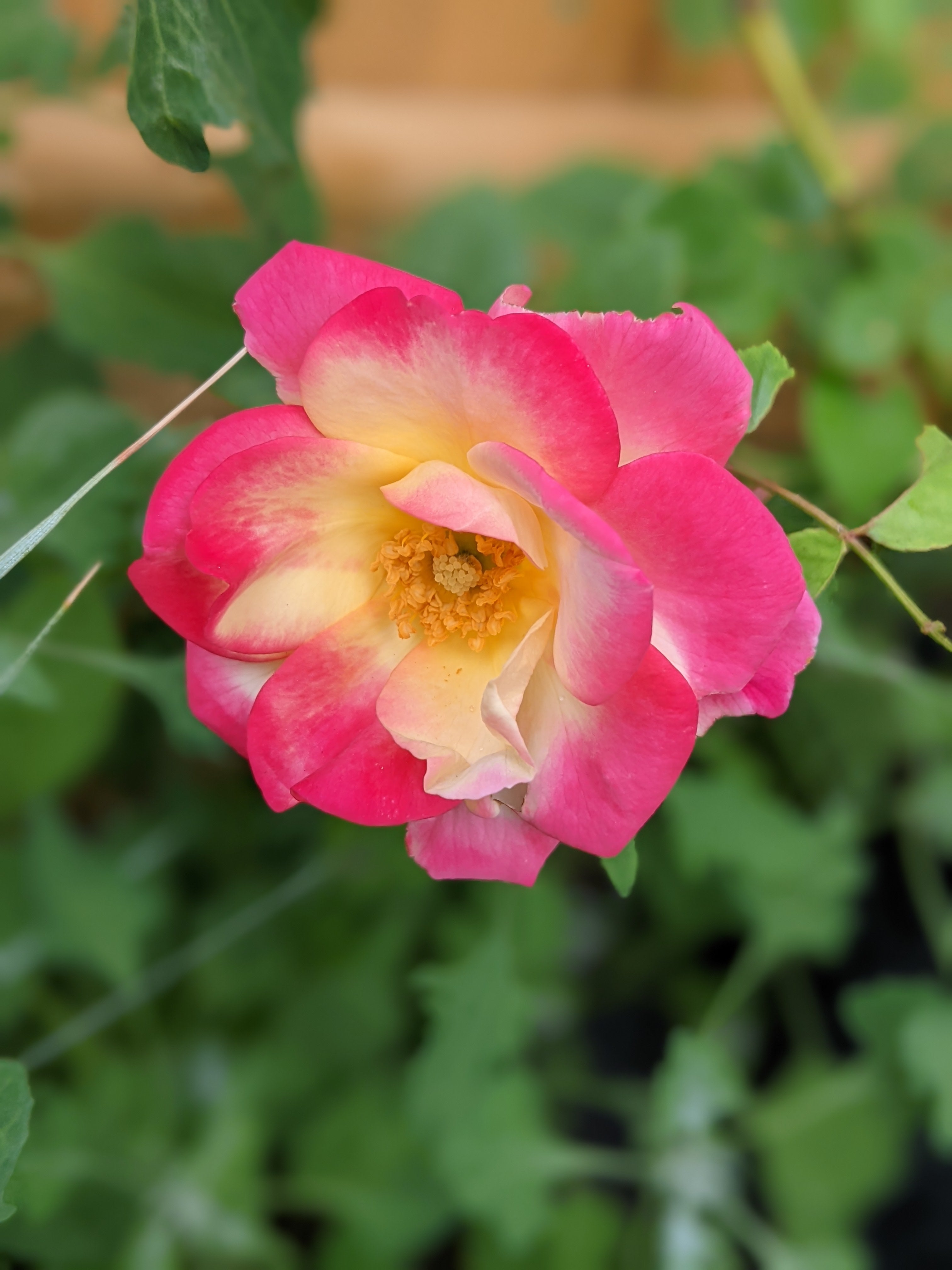 Campfire Canadian Artist Series Rose – Riverdene Garden Centre