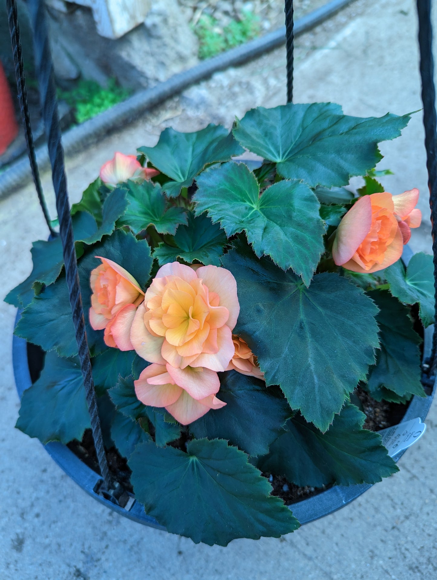 Solenia Apricot Begonia