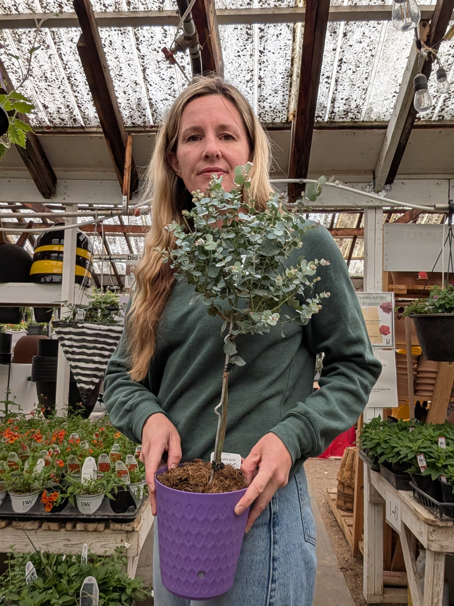 6" Eucalyptus Standard