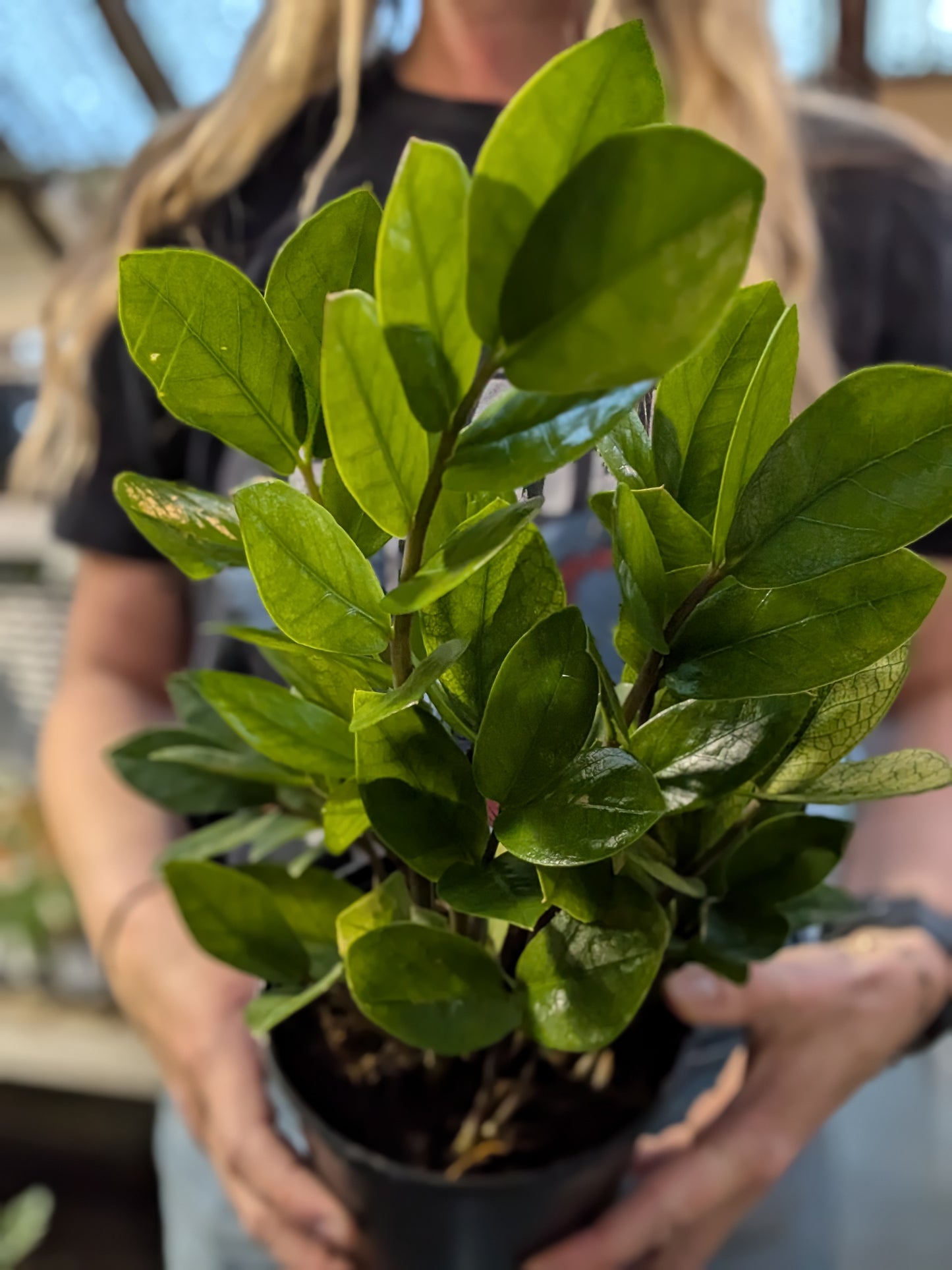 Chameleon ZZ Plant