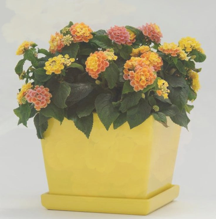 Little Lucky Lantana Peach Glow