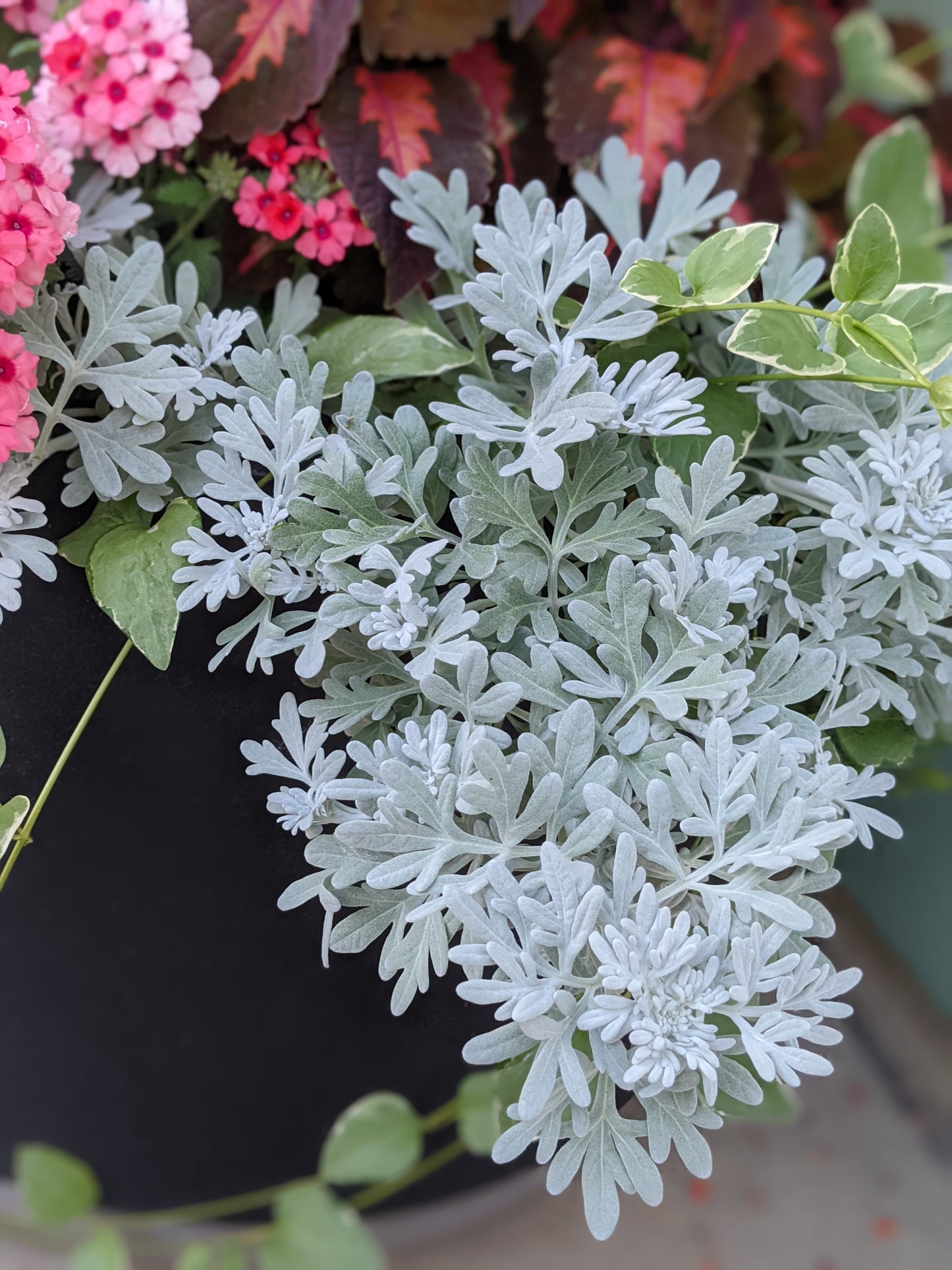 Sea Salt Artemisia