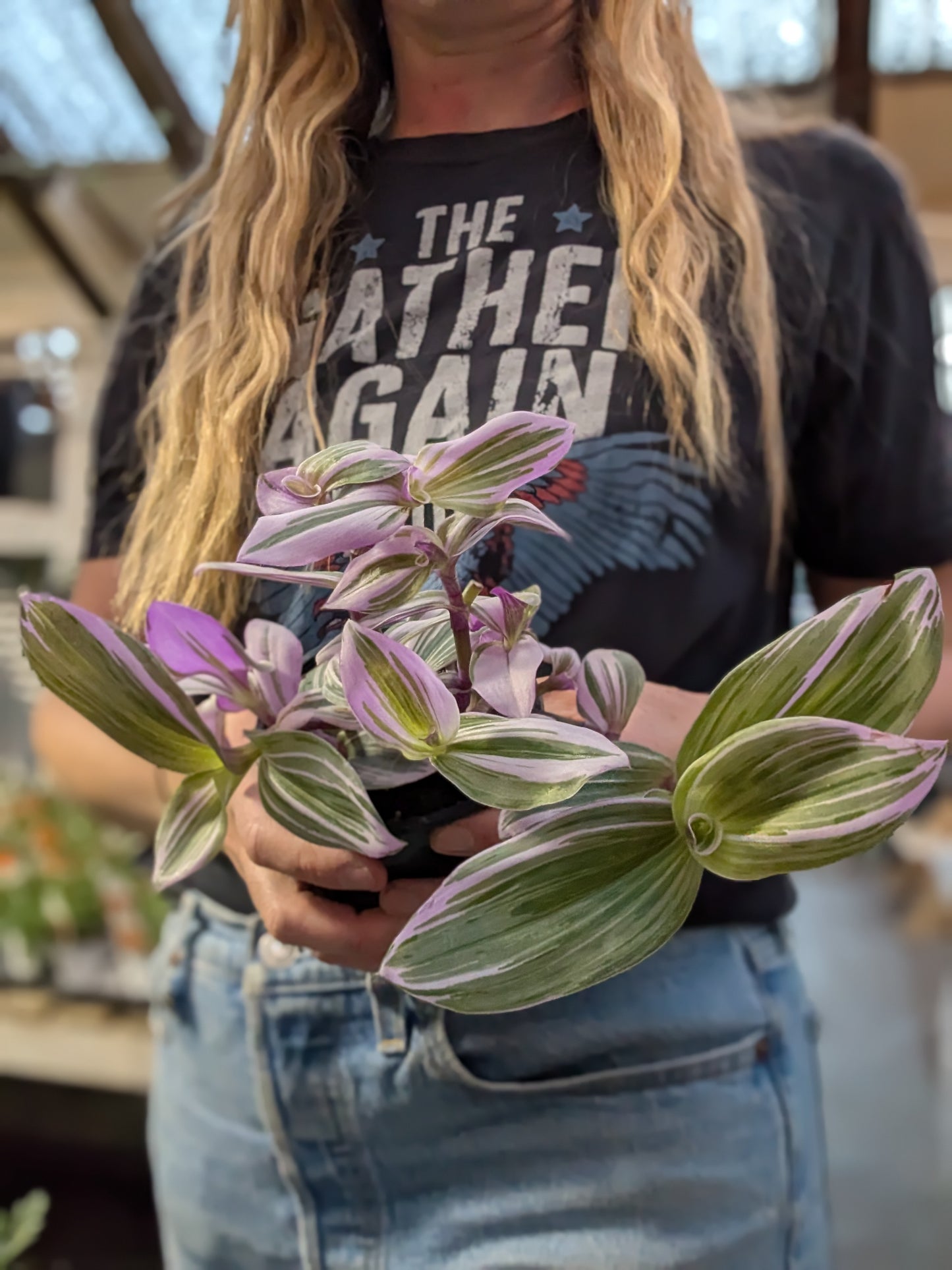 Tradescantia Nanouk