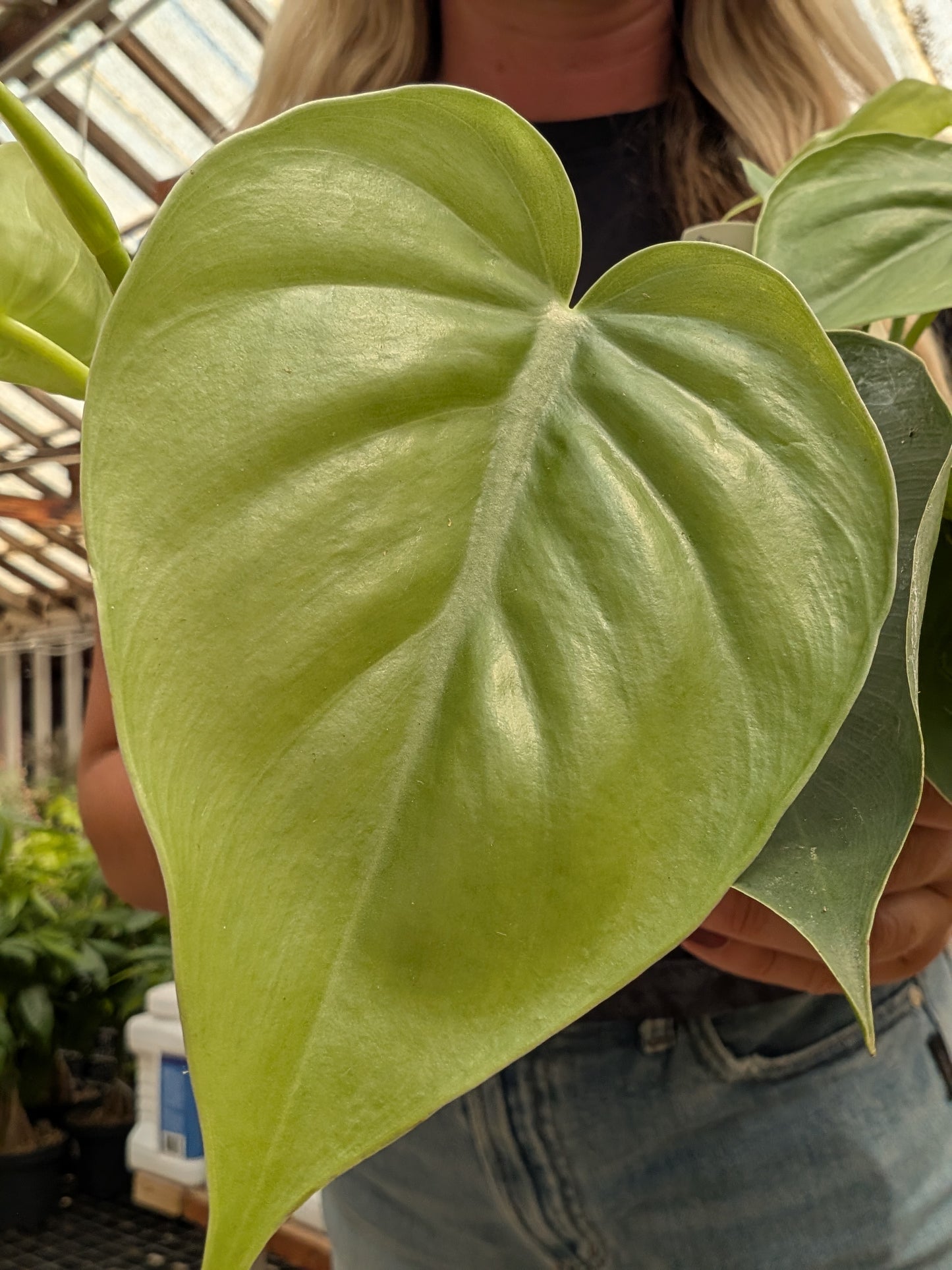 Heartleaf Philodendron (4")