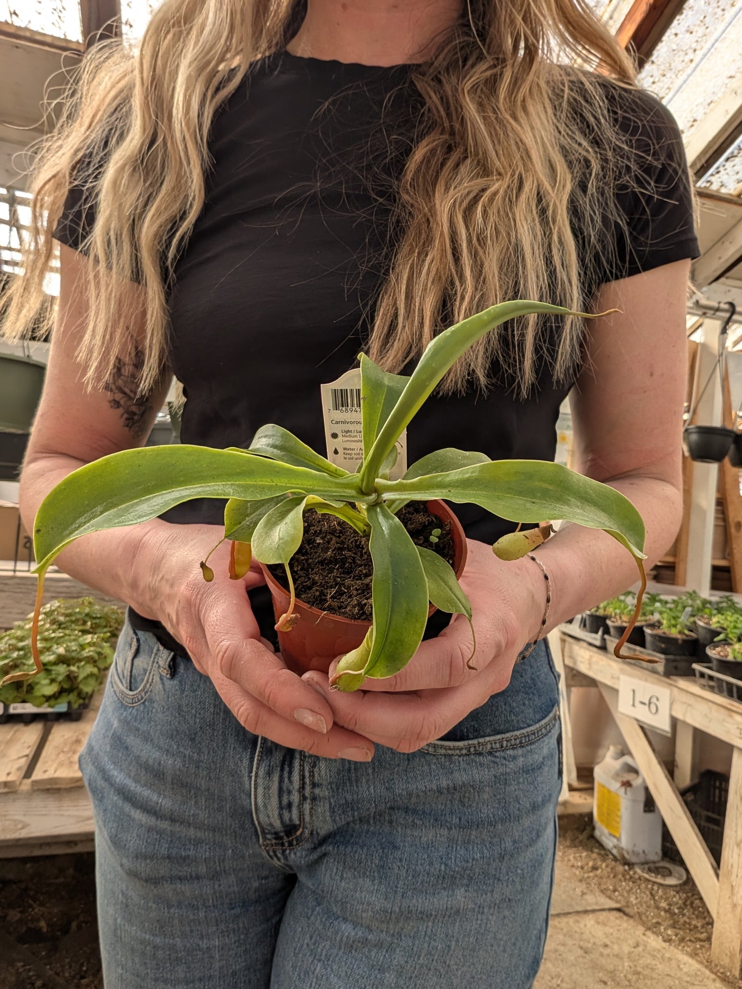 Pitcher Plant