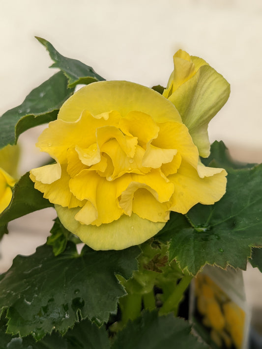 Solenia Yellow Begonia