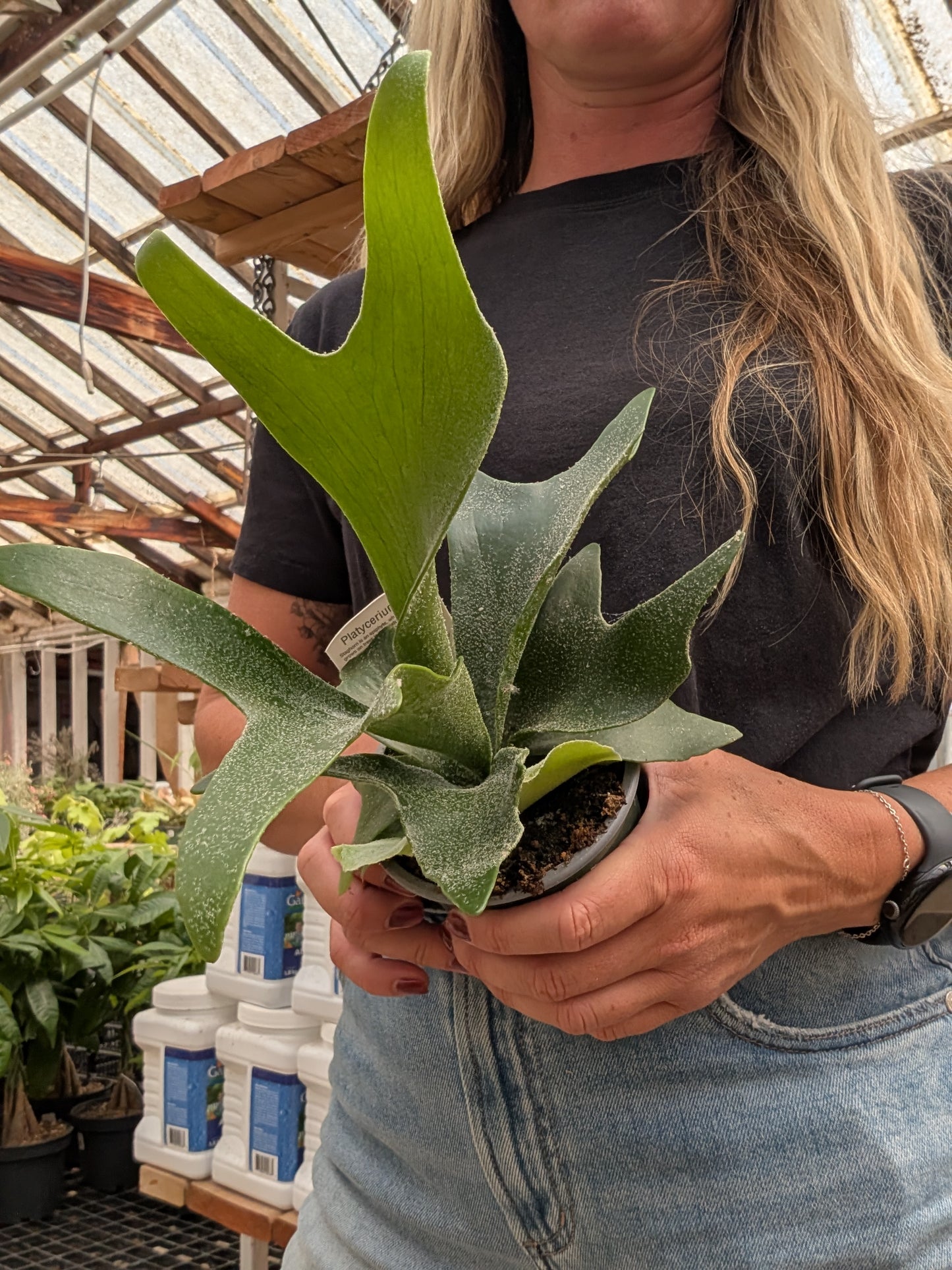 Staghorn Fern (4")