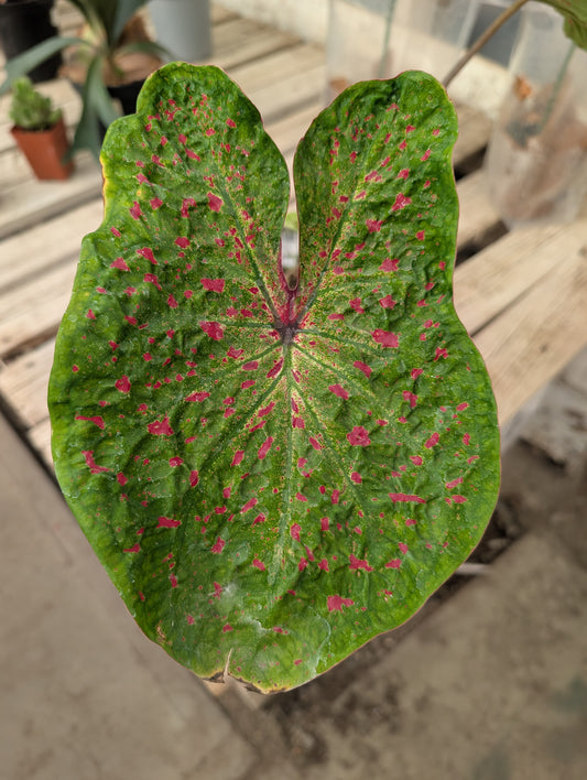 Caladium