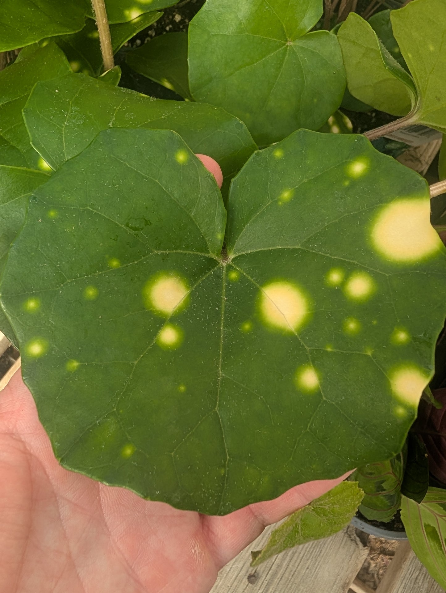 Leopard Plant Gigantea Variegated (6")