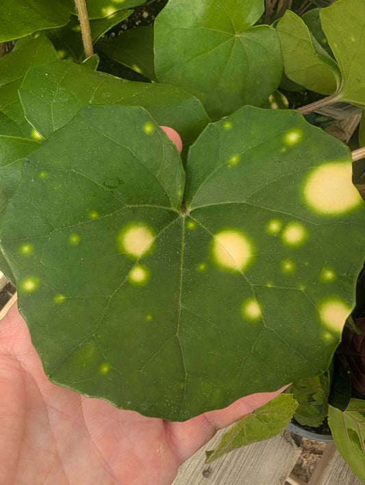 Leopard Plant Gigantea Variegated (6")