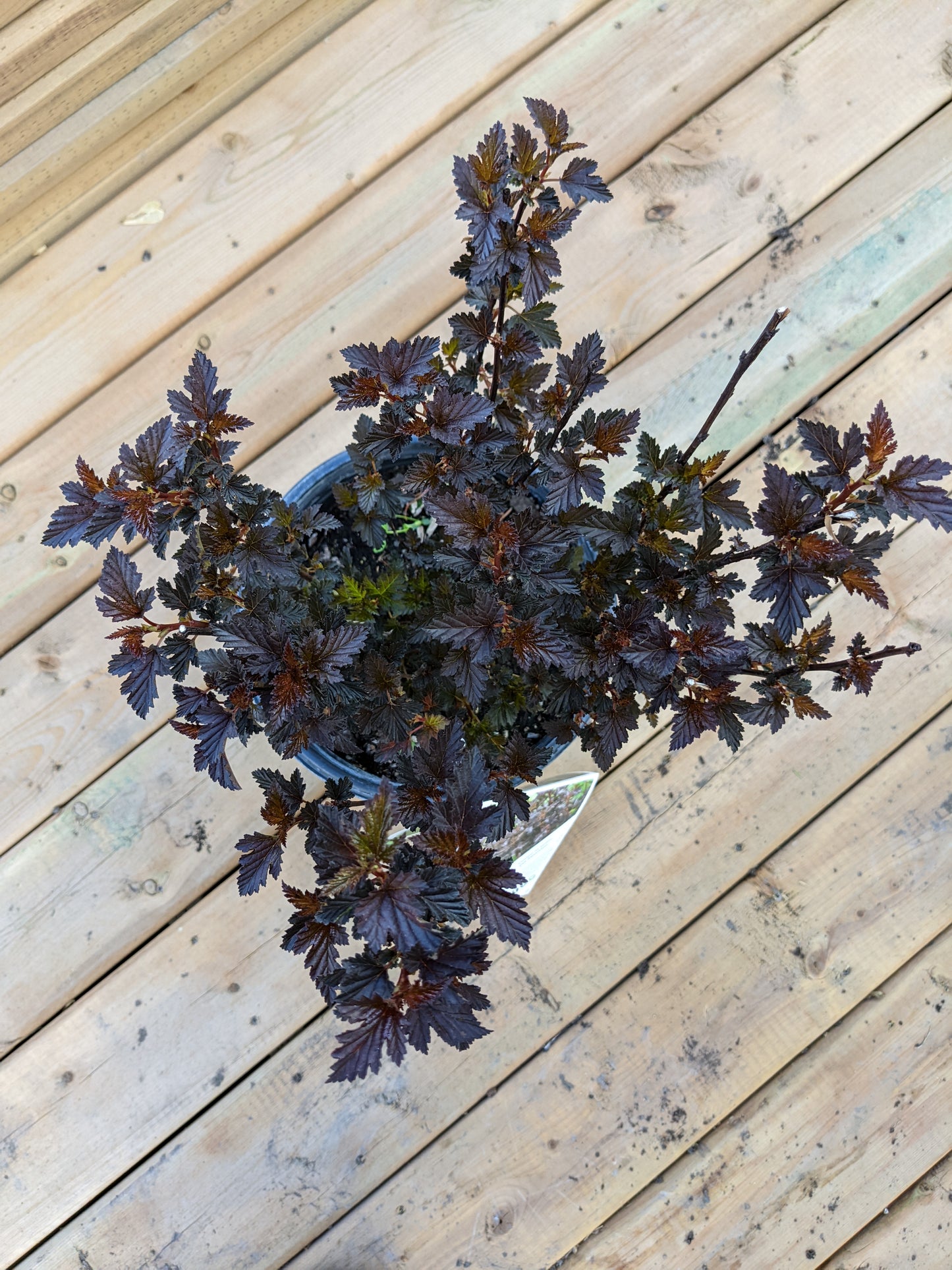 Summer Wine Ninebark